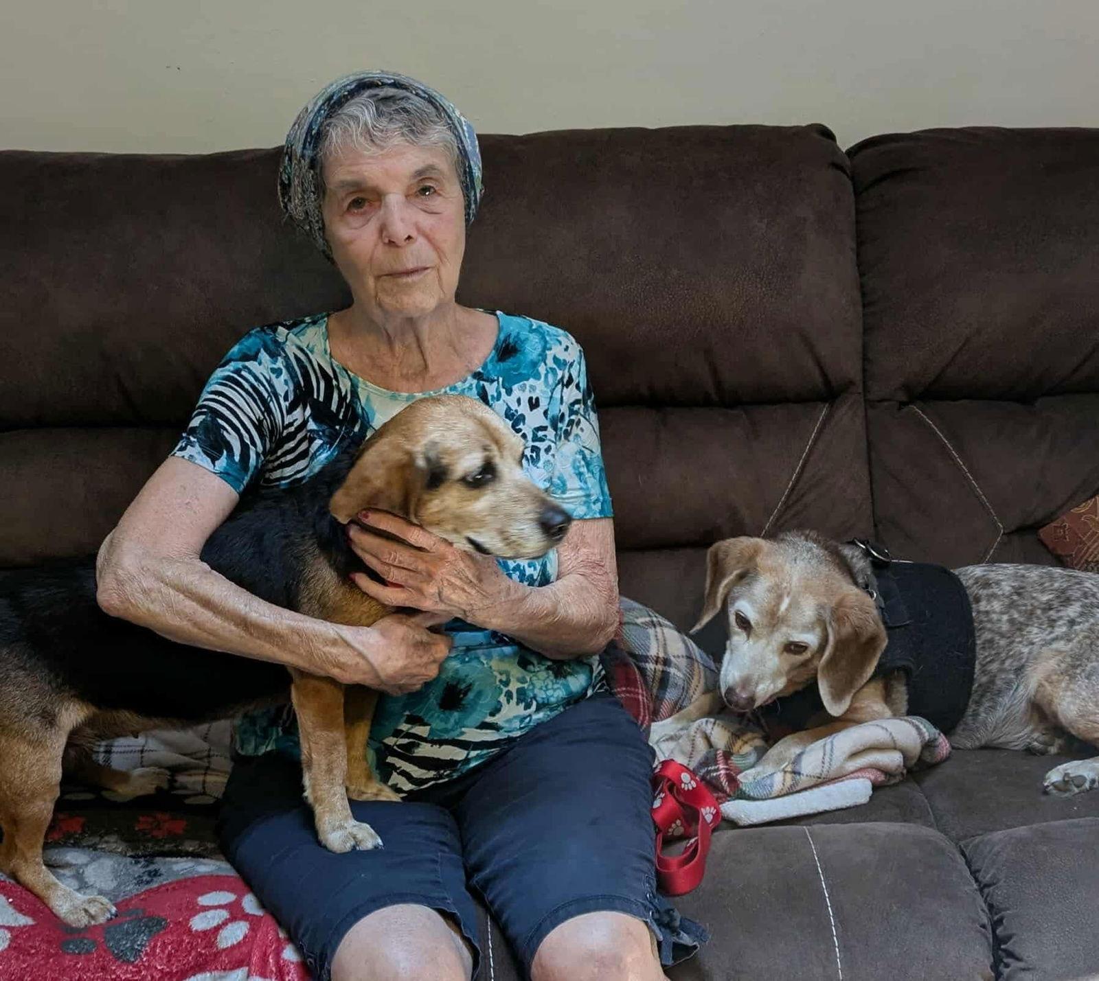 Enlarge Pippy, a Adopted Beagle in Dunnellon, FL image 1/3