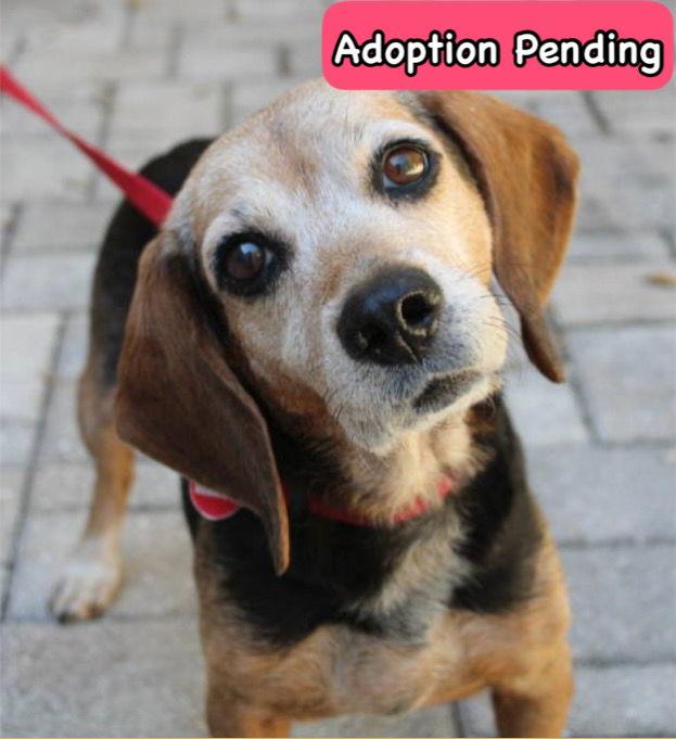 Enlarge Pippy, a Adopted Beagle in Dunnellon, FL image 2/3
