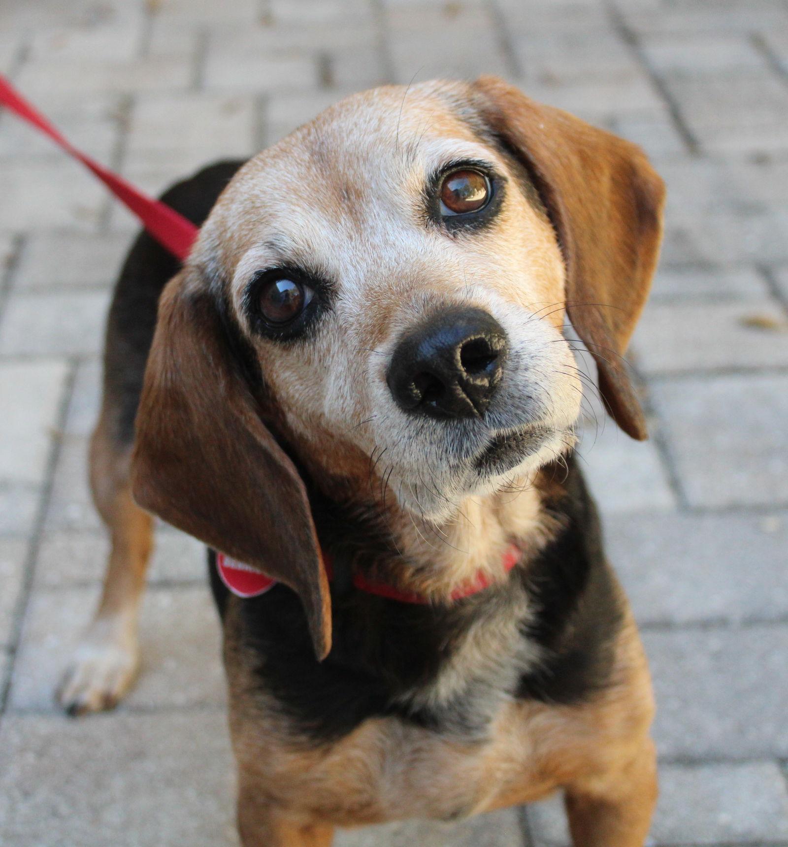 Enlarge Pippy, a Adopted Beagle in Dunnellon, FL image 3/3