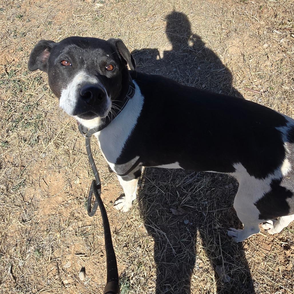 Enlarge Patricia, a Adoptable mixed breed in Taos, NM image 1/6