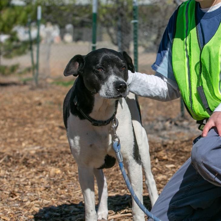 Enlarge Patricia, a Adoptable mixed breed in Taos, NM image 3/6