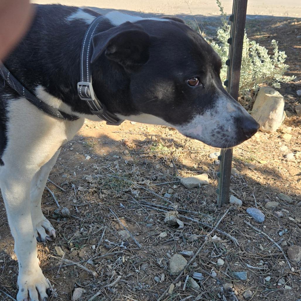 Enlarge Patricia, a Adoptable mixed breed in Taos, NM image 5/6