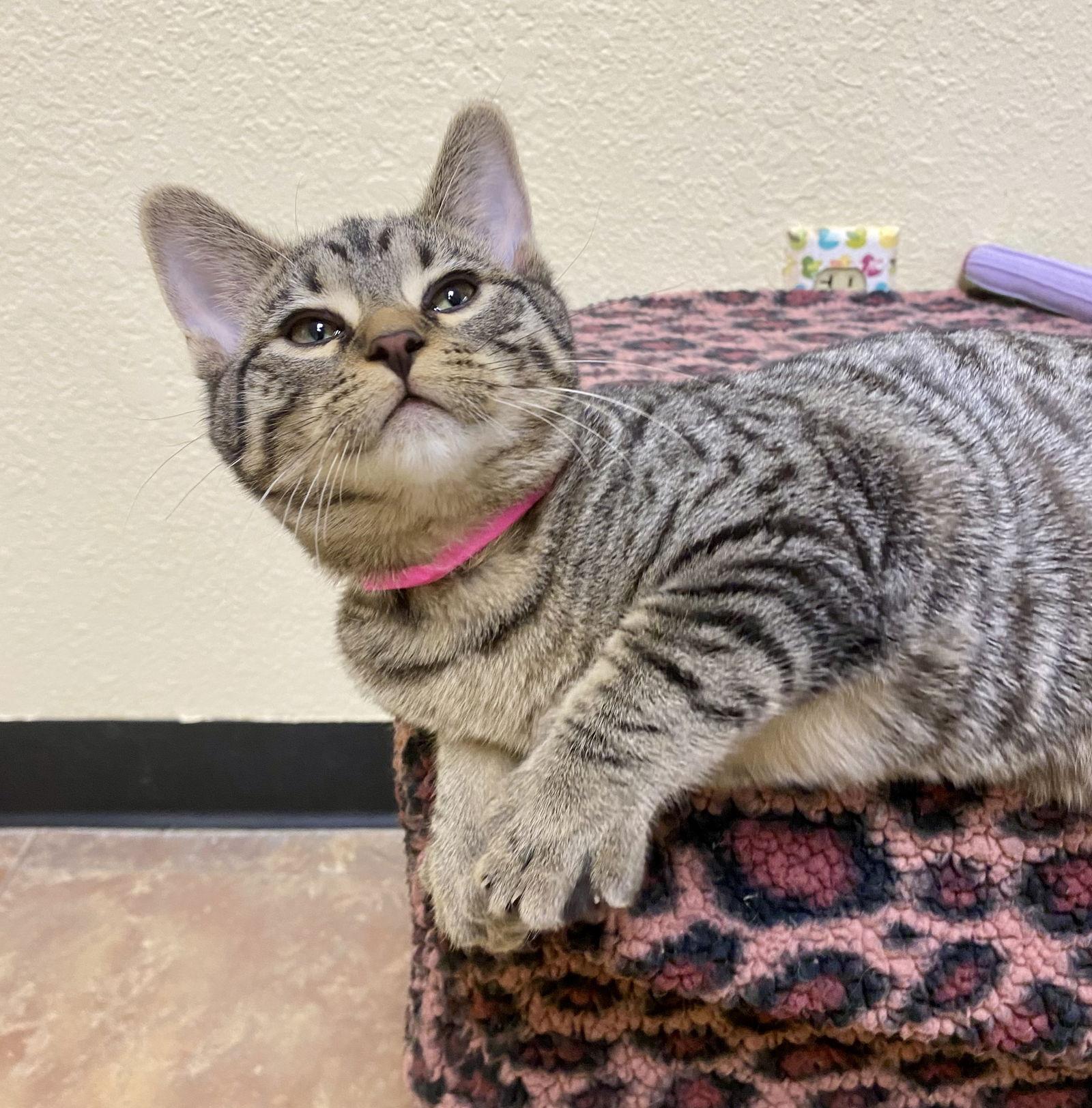 Bert, Adoptable, Young Male Domestic Short Hair & Tabby.