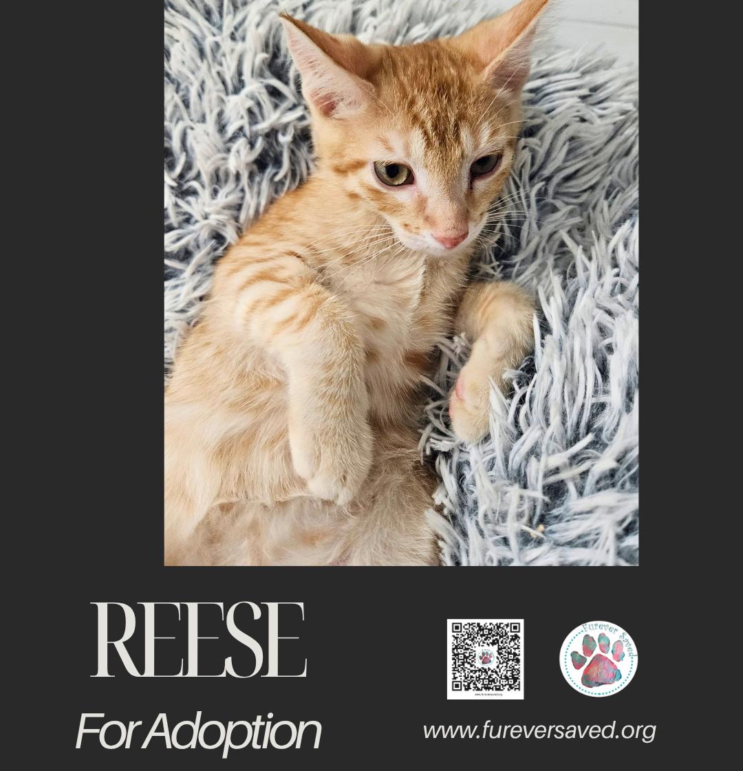 Enlarge Reese, a Adoptable Domestic Short Hair in Miami, FL image 3/3
