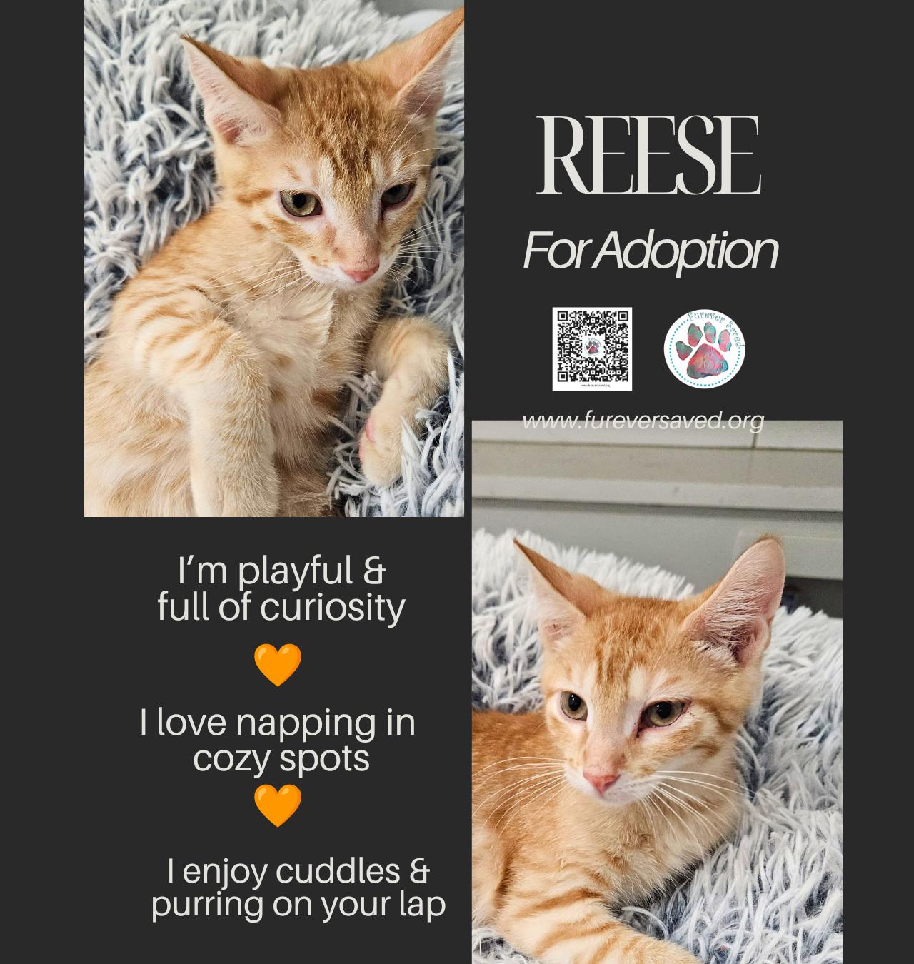 Enlarge Reese, a Adoptable Domestic Short Hair in Miami, FL image 1/3