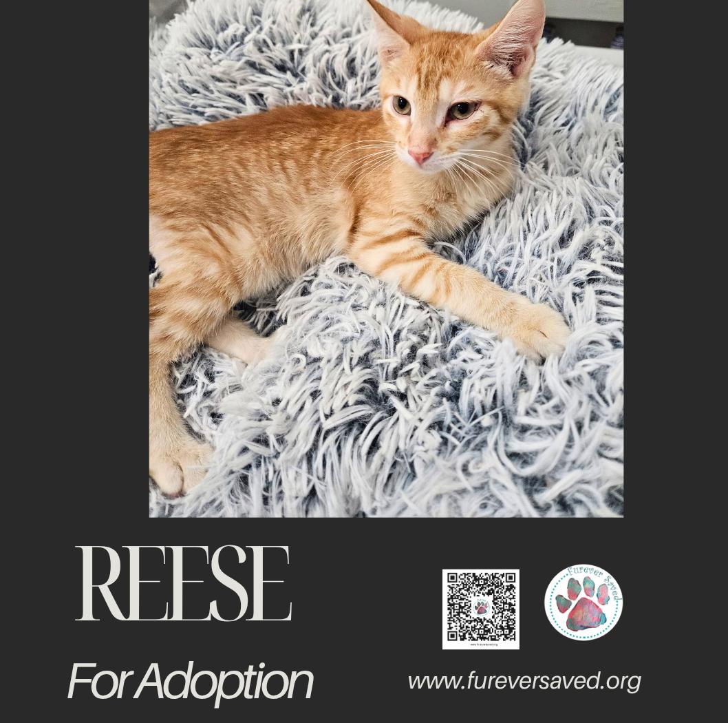 Enlarge Reese, a Adoptable Domestic Short Hair in Miami, FL image 2/3