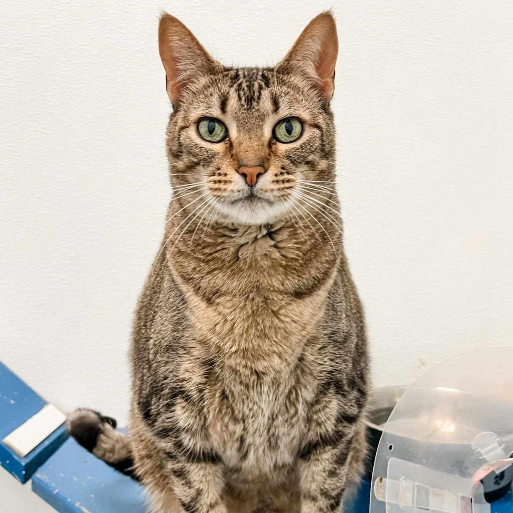 Inspector, Adoptable, Senior Male Domestic Short Hair.