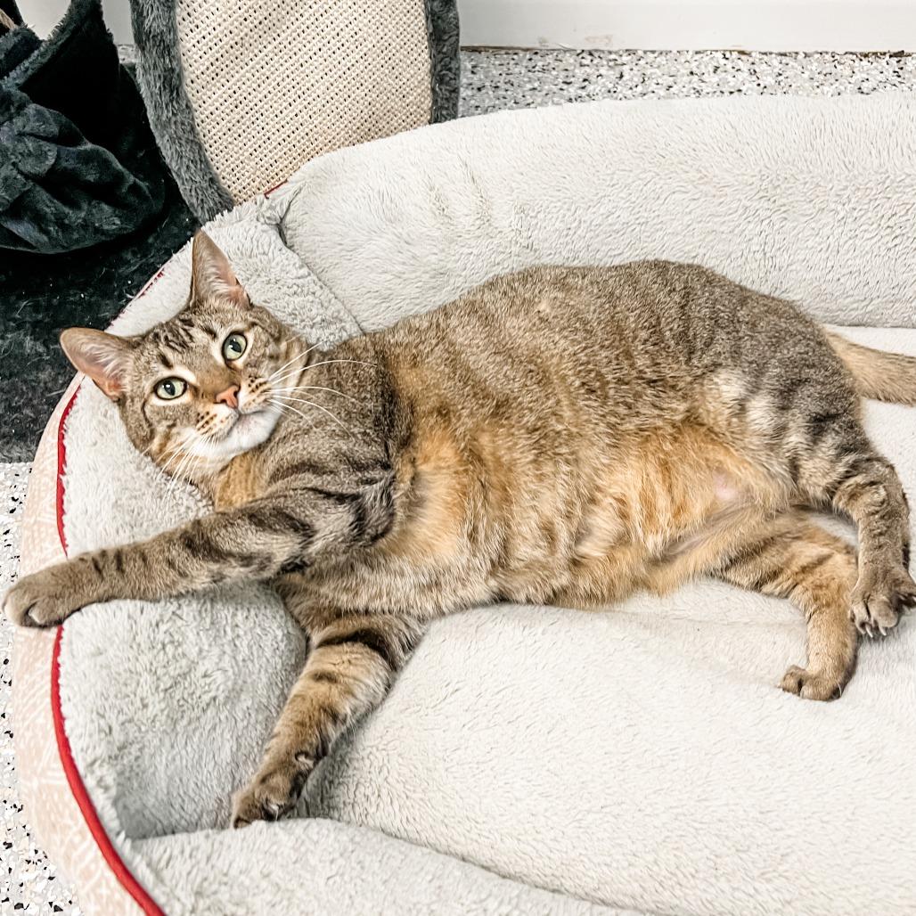 Inspector, Adoptable, Senior Male Domestic Short Hair.