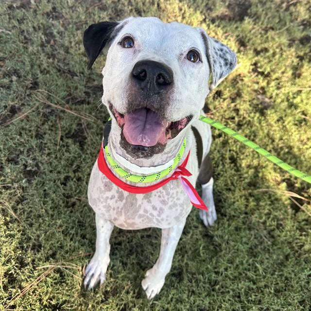 FLETCHER, Adoptable, Adult Male Pit Bull Terrier.