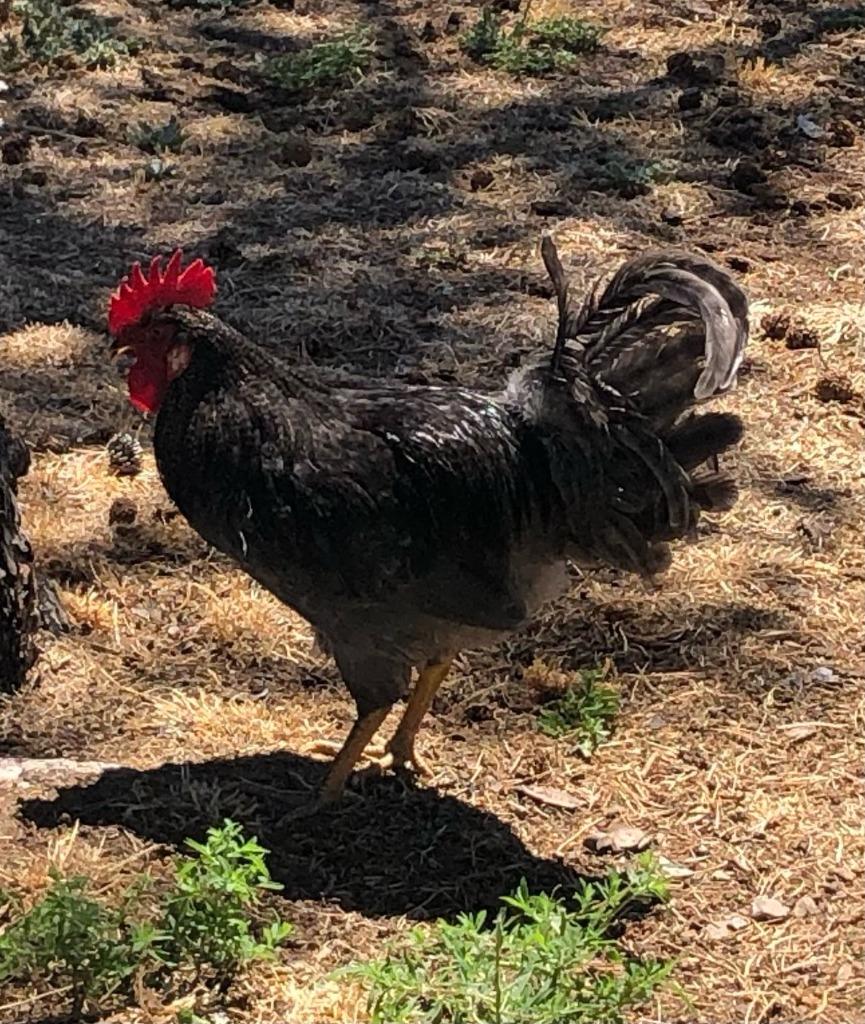 Rooey, Adopted, Young Male Chicken.