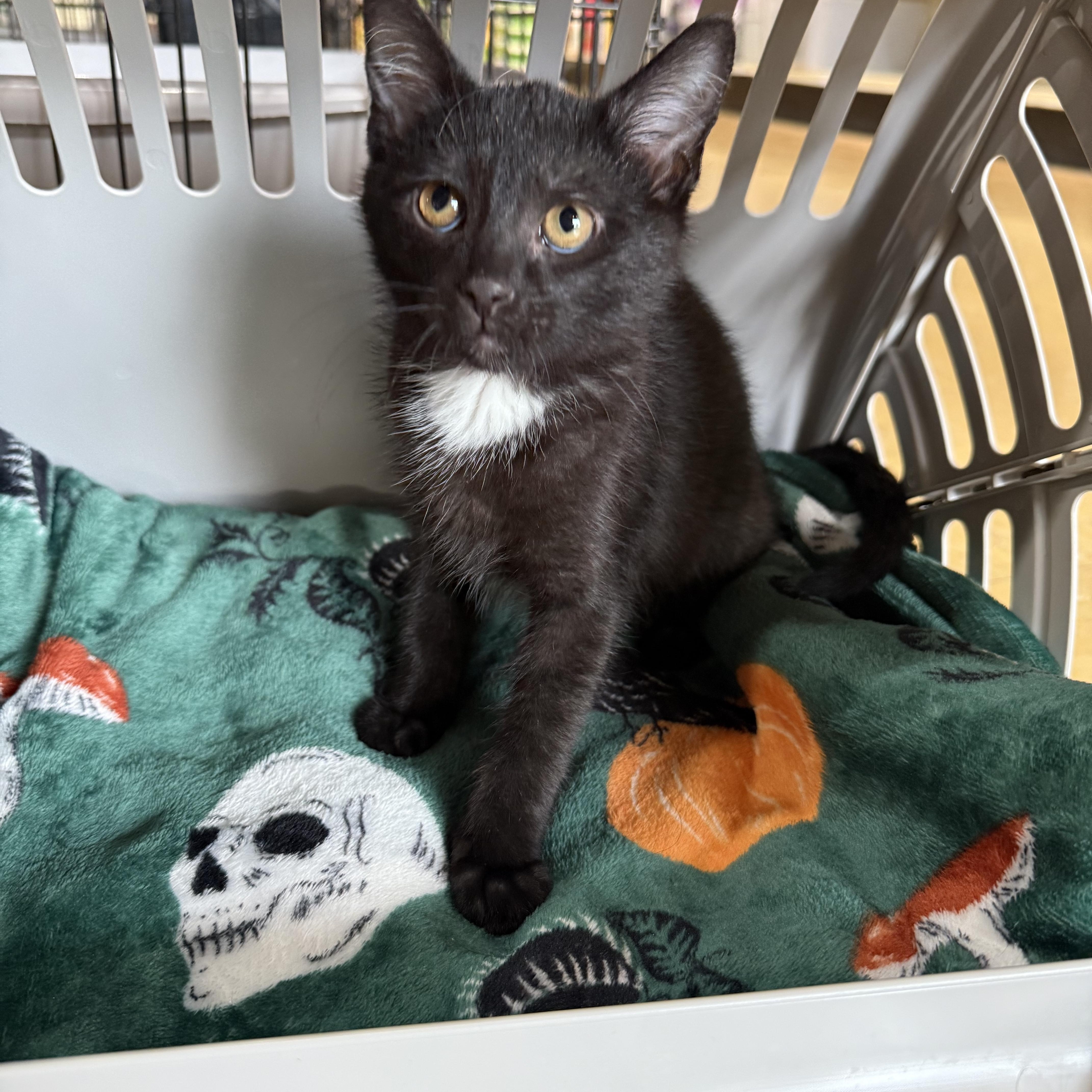 Charlie, adopted, Kitten Male Domestic Short Hair.