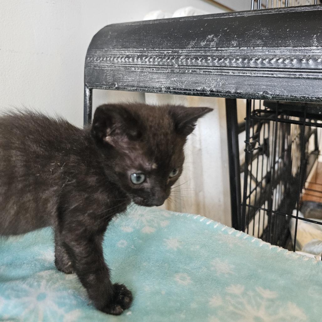 Orion 26-037, a Adoptable Domestic Short Hair in Little Rock, AR image 1/3
