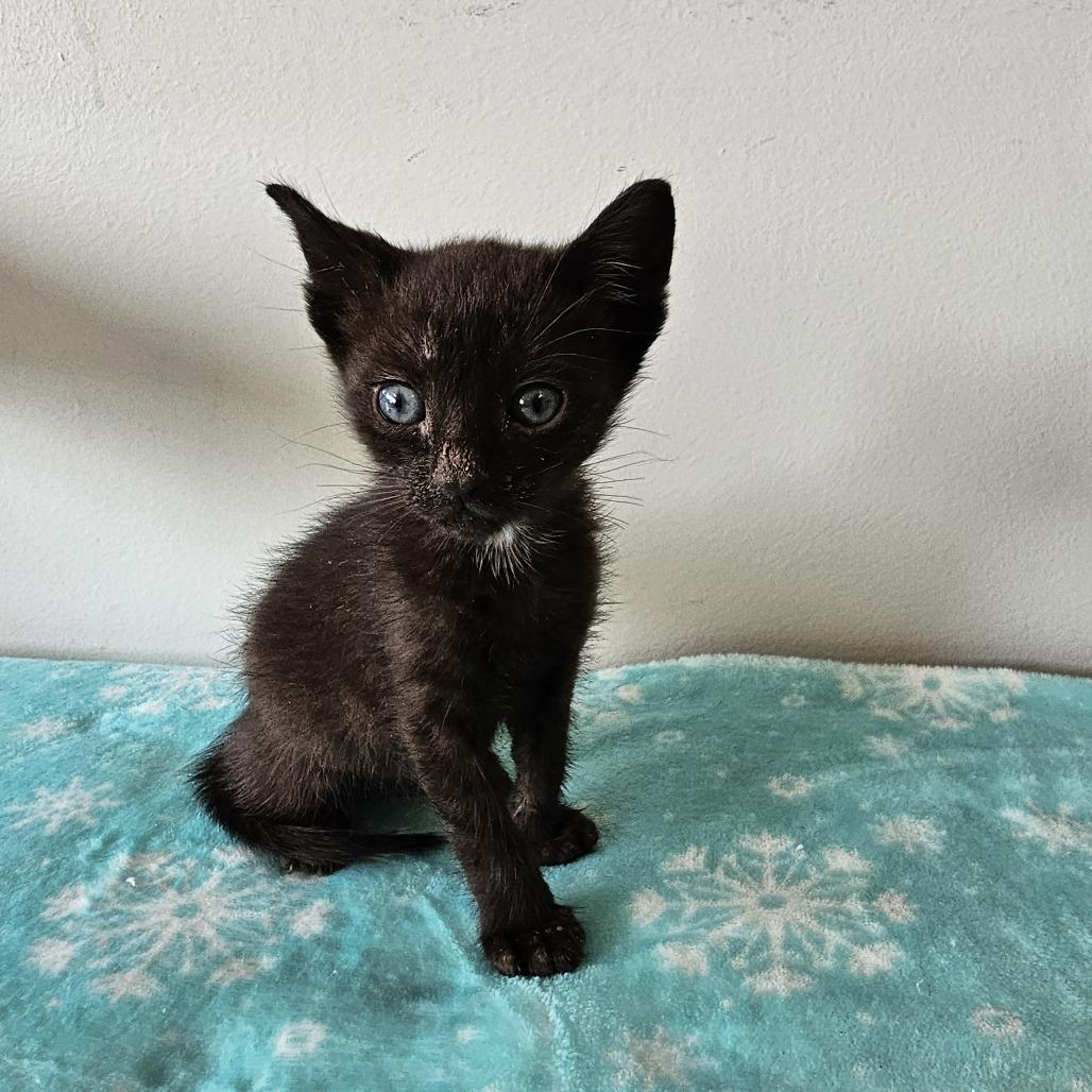 Orion 26-037, a Adoptable Domestic Short Hair in Little Rock, AR image 2/3