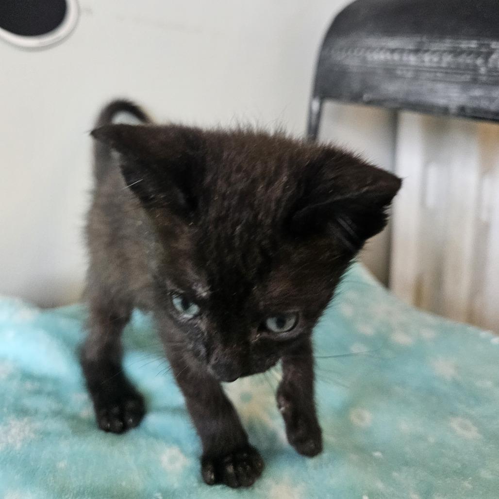 Orion 26-037, a Adoptable Domestic Short Hair in Little Rock, AR image 3/3