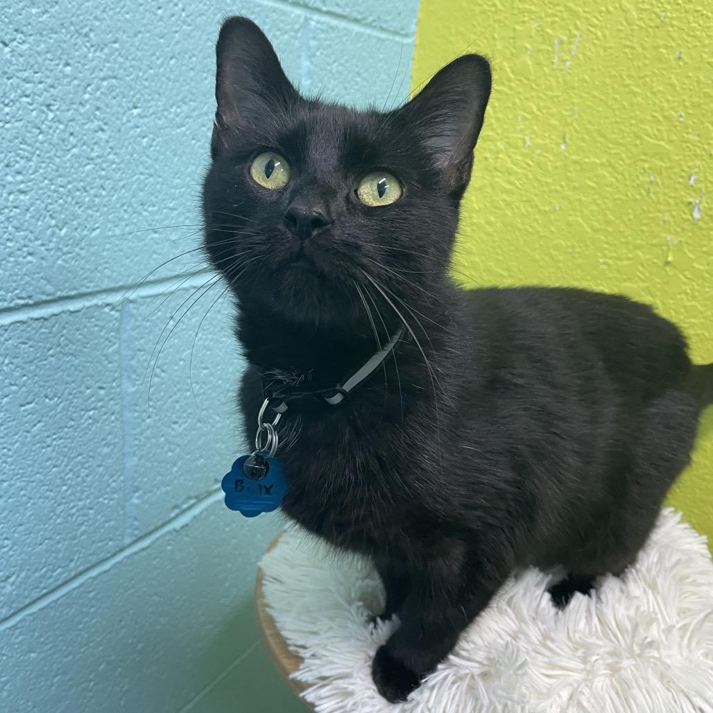 Binx, Adoptable, Adult Female Domestic Short Hair.