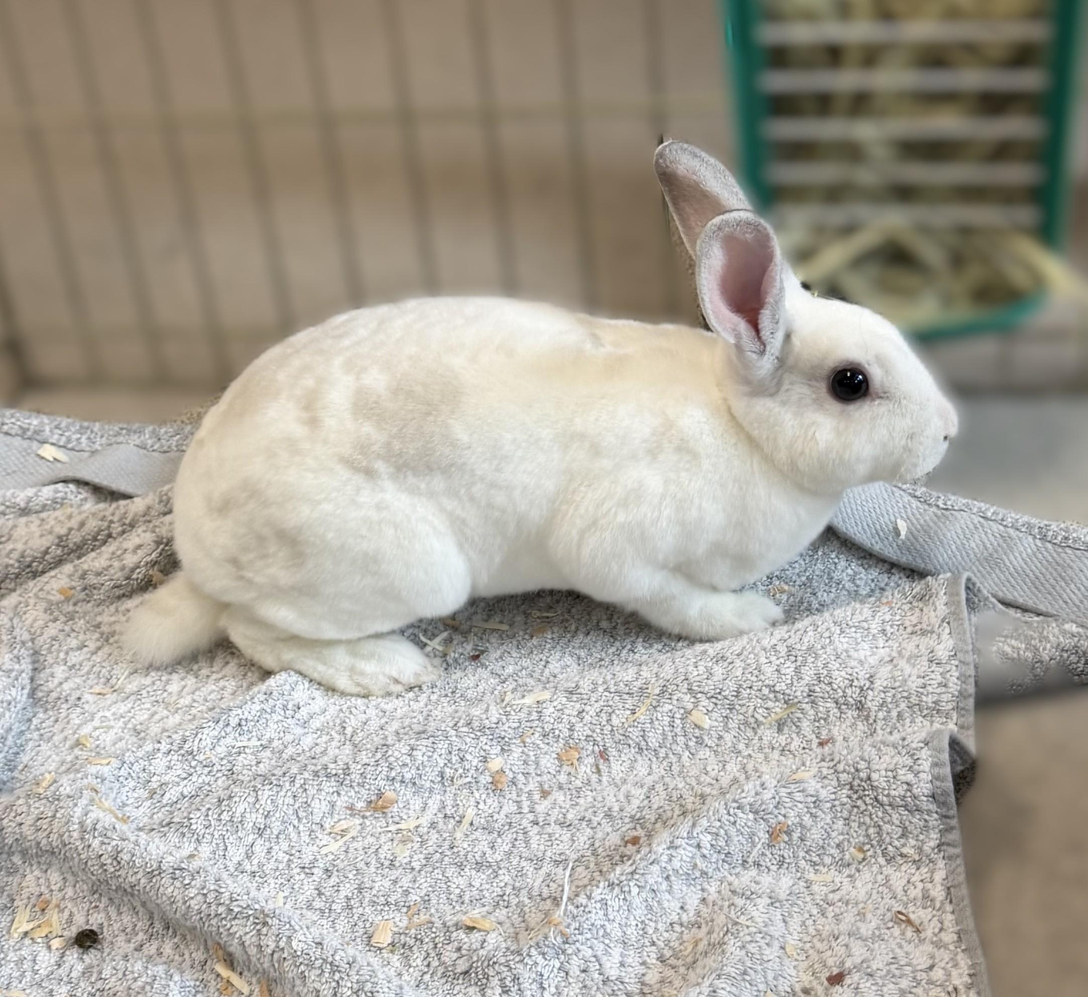 Vanilla Bean, Adoptable, Young Female Rex.