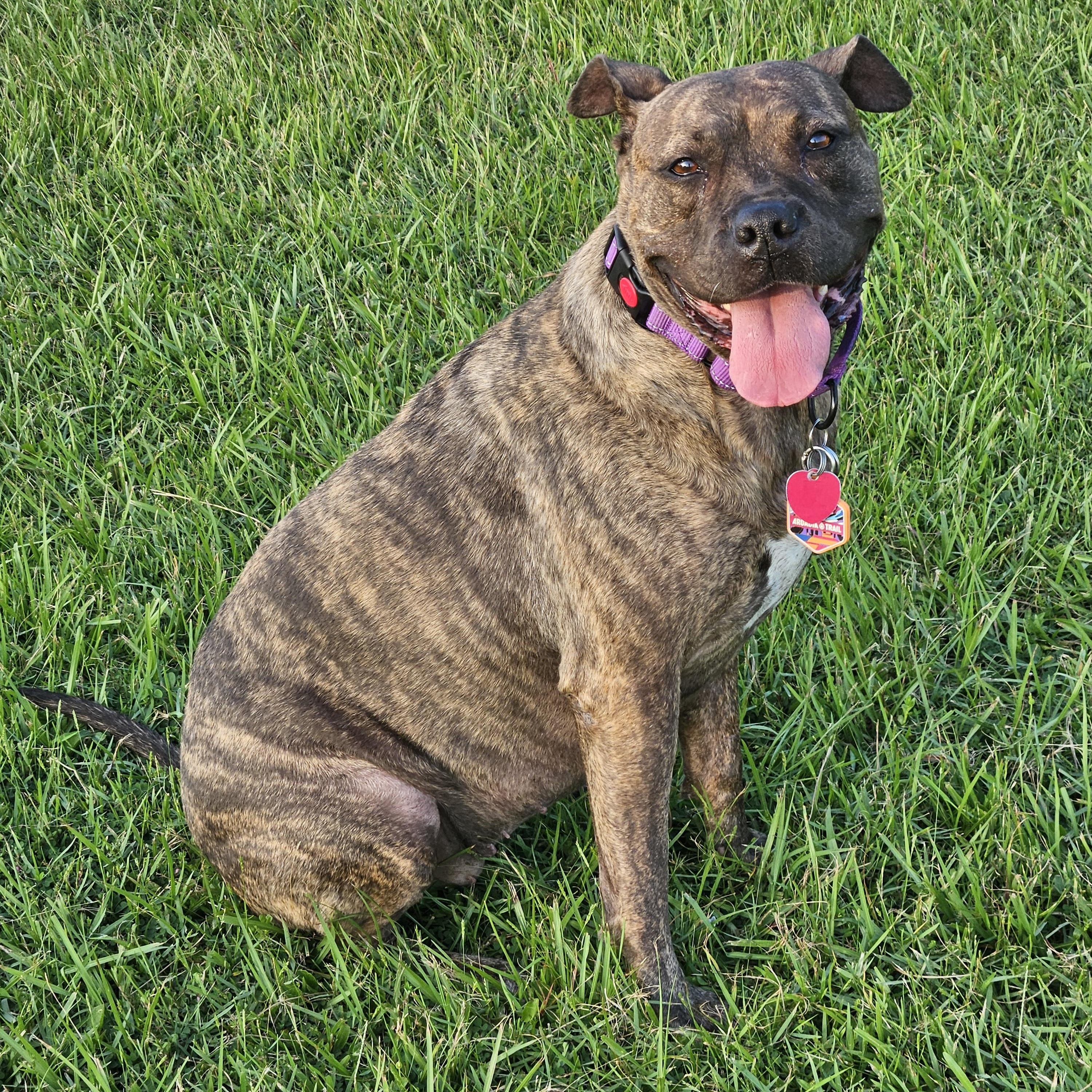 Mabel, Adoptable, Adult Female Boxer & American Staffordshire Terrier.