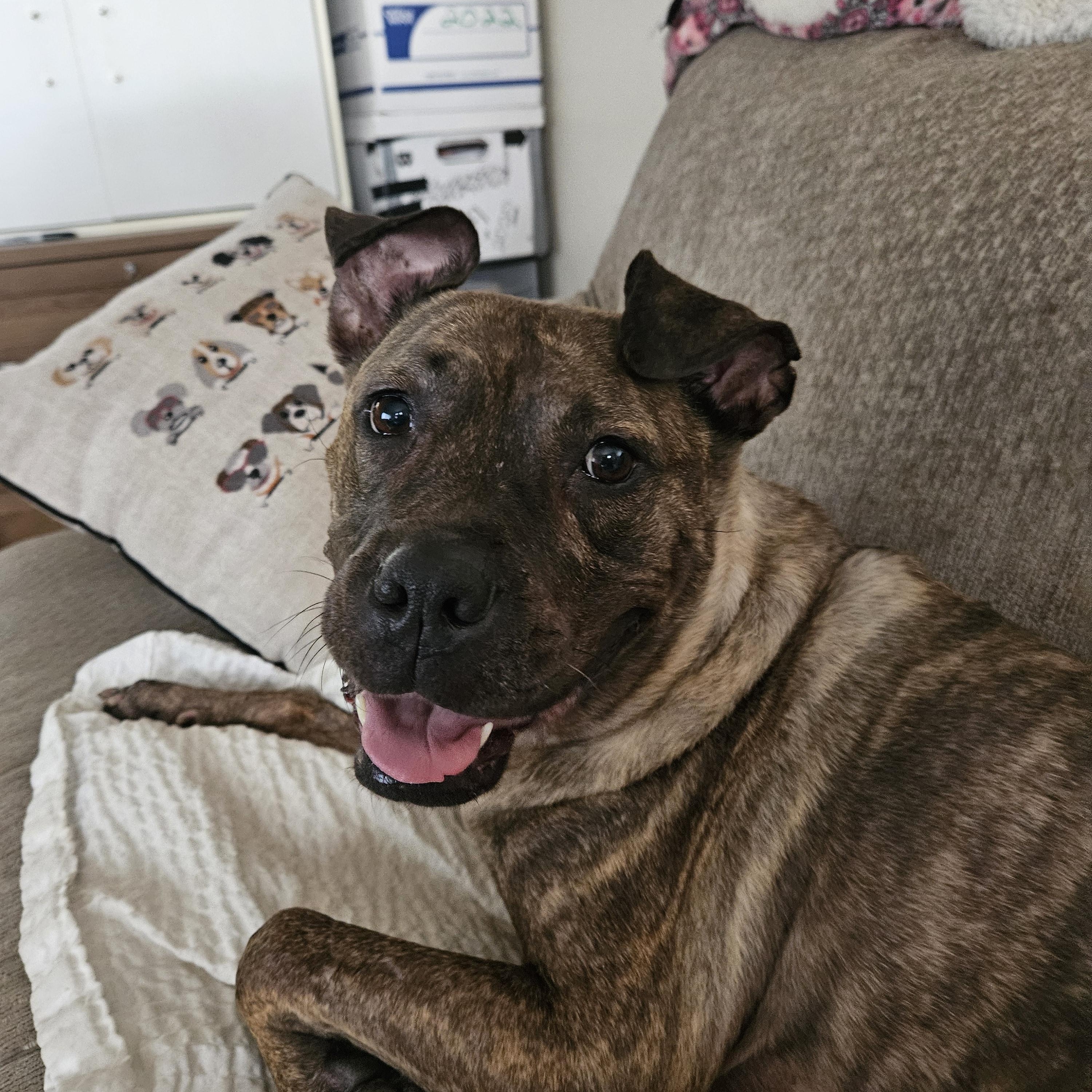 Mabel, Adoptable, Adult Female Boxer & Shar-Pei.