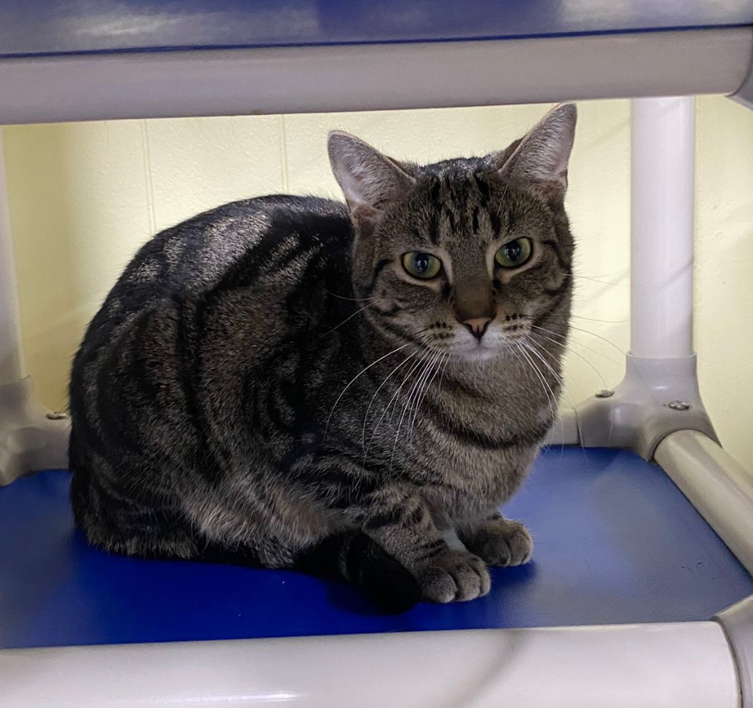 Fudge, a Adoptable mixed breed in New Richmond, WI image 1/3