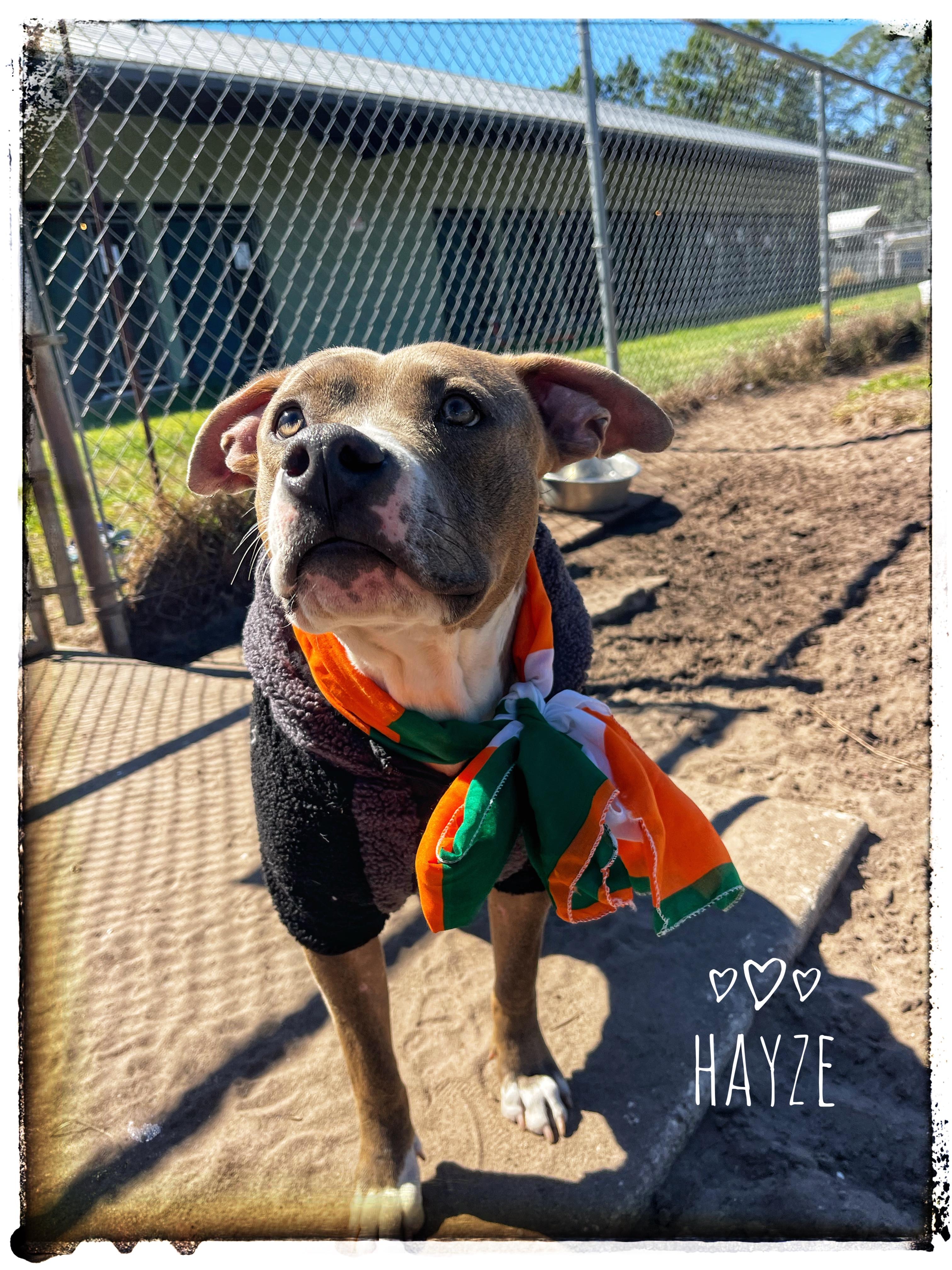 Hayze, adopted, Young Male American Staffordshire Terrier.