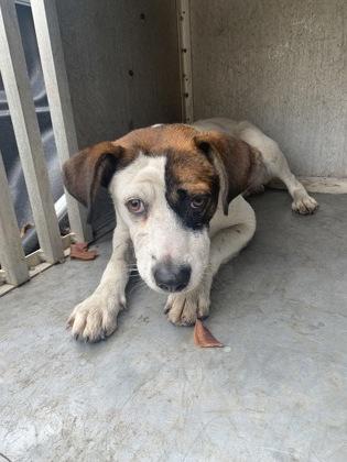 Bob, a Adoptable mixed breed in Moultrie, GA image 1/3