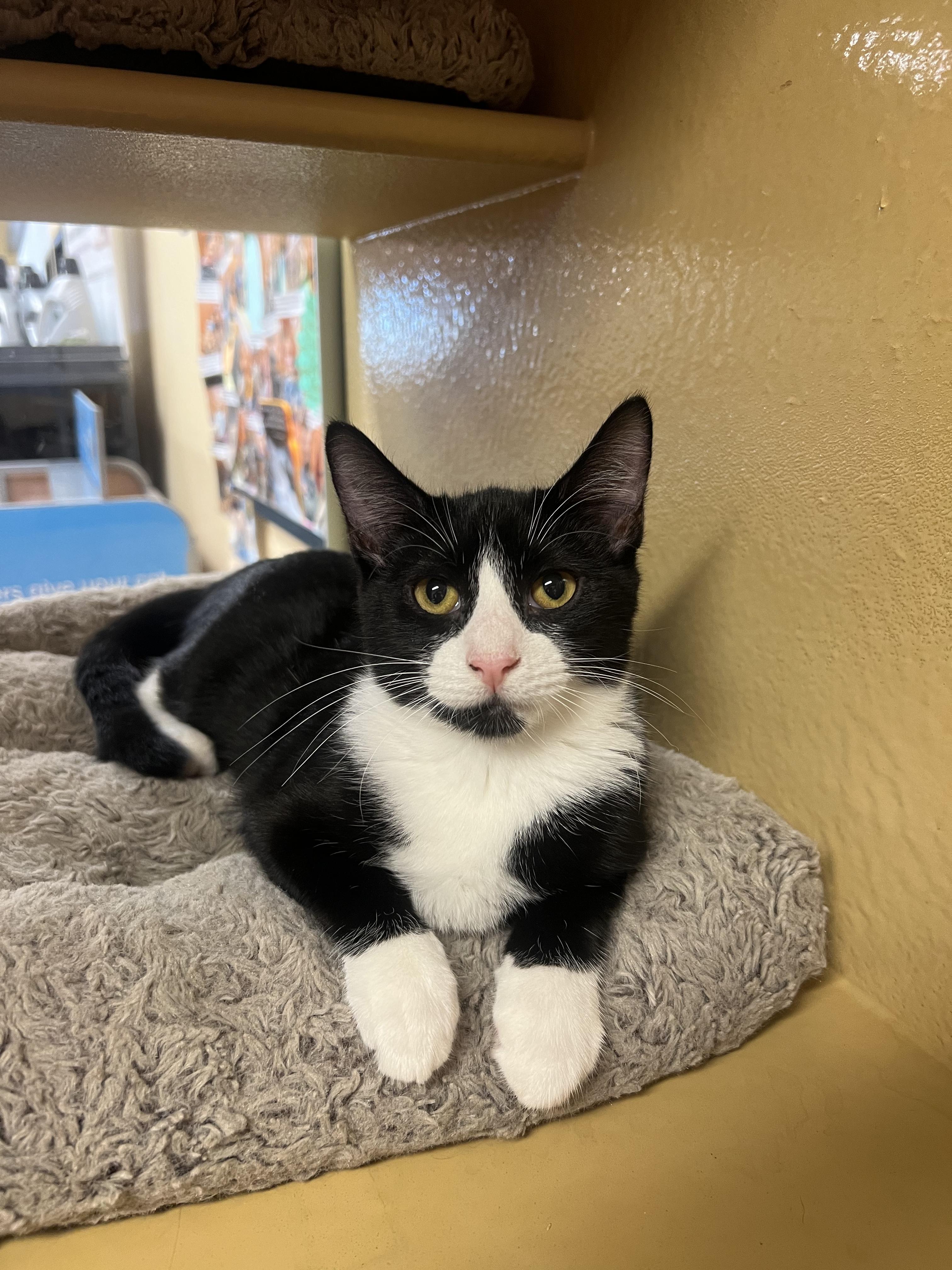 Mila, Adoptable, Kitten Female Domestic Short Hair.