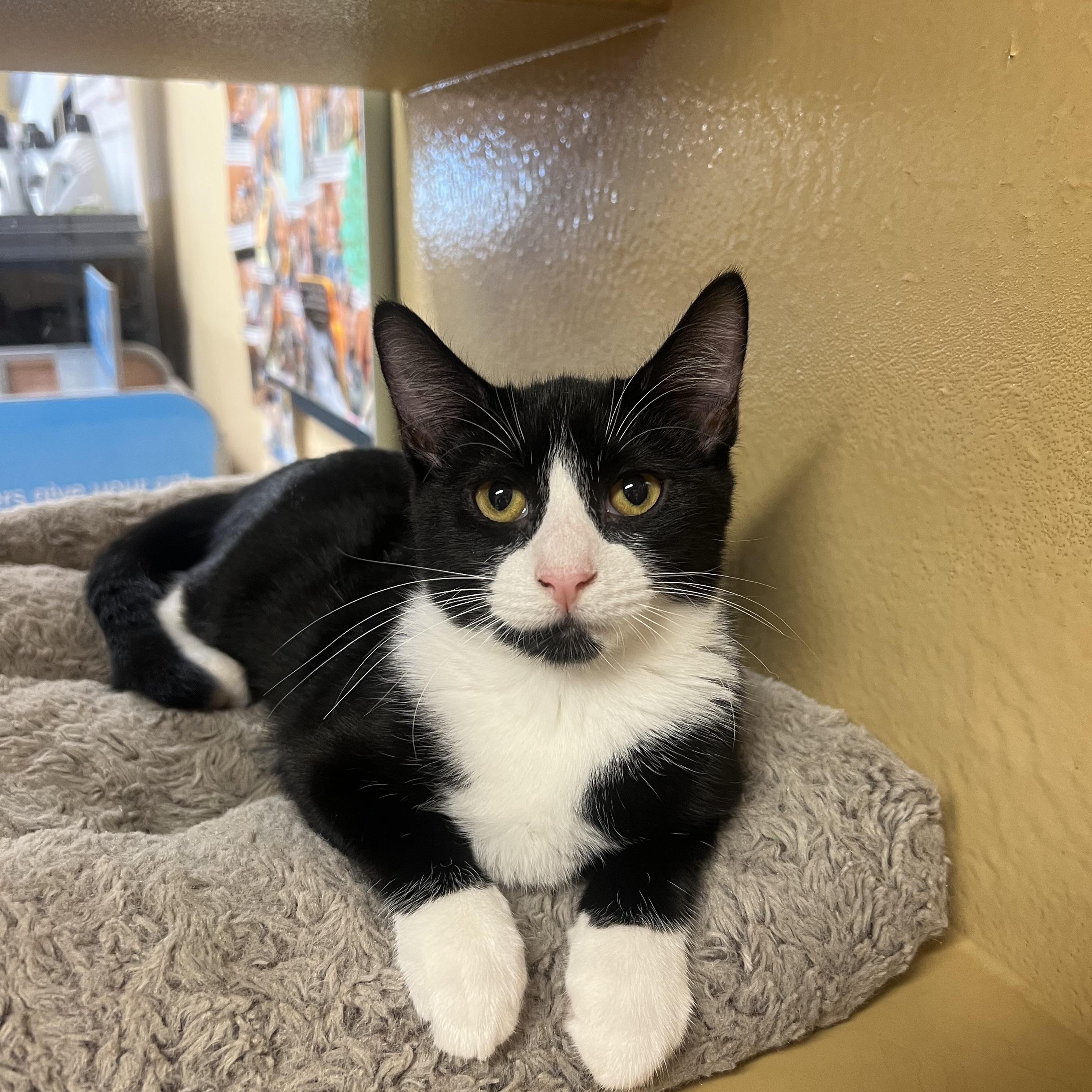 Enlarge Mila, a Adoptable mixed breed in Port Jefferson Station, NY image 1/1