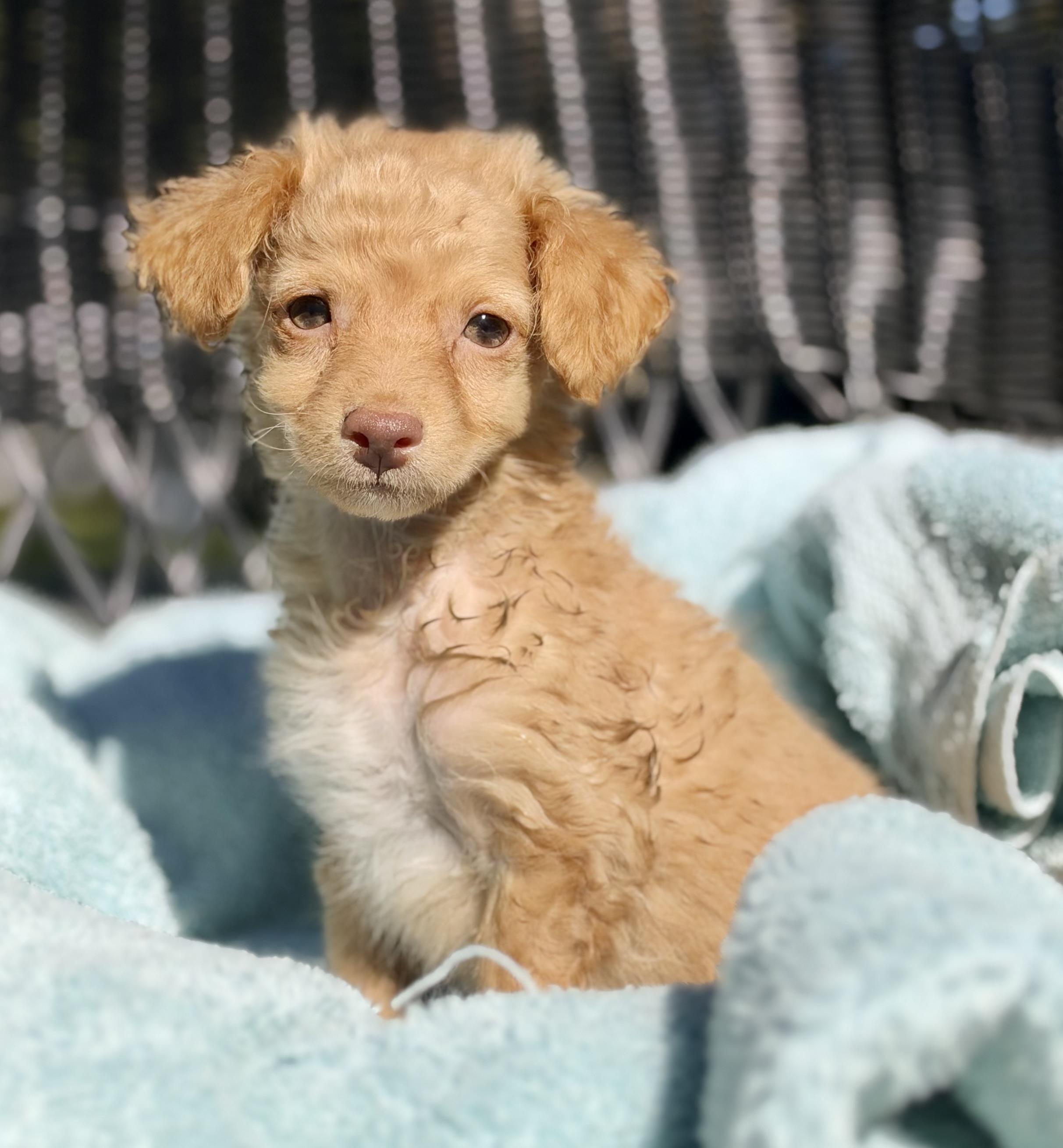 Enlarge Spud, a Adopted mixed breed in Mt Pleasant, SC image 4/6