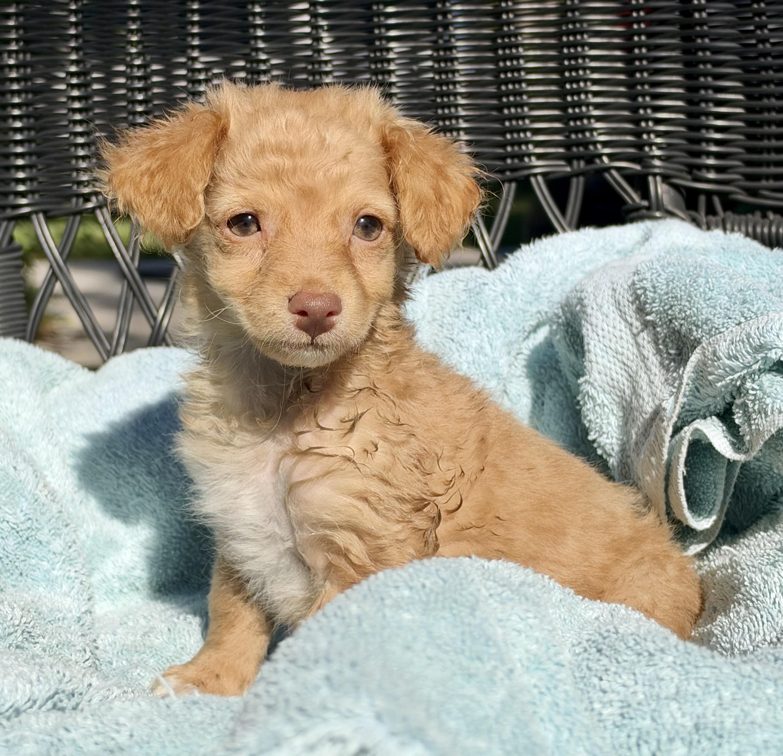 Spud, Adopted, Puppy Male Mixed Breed.