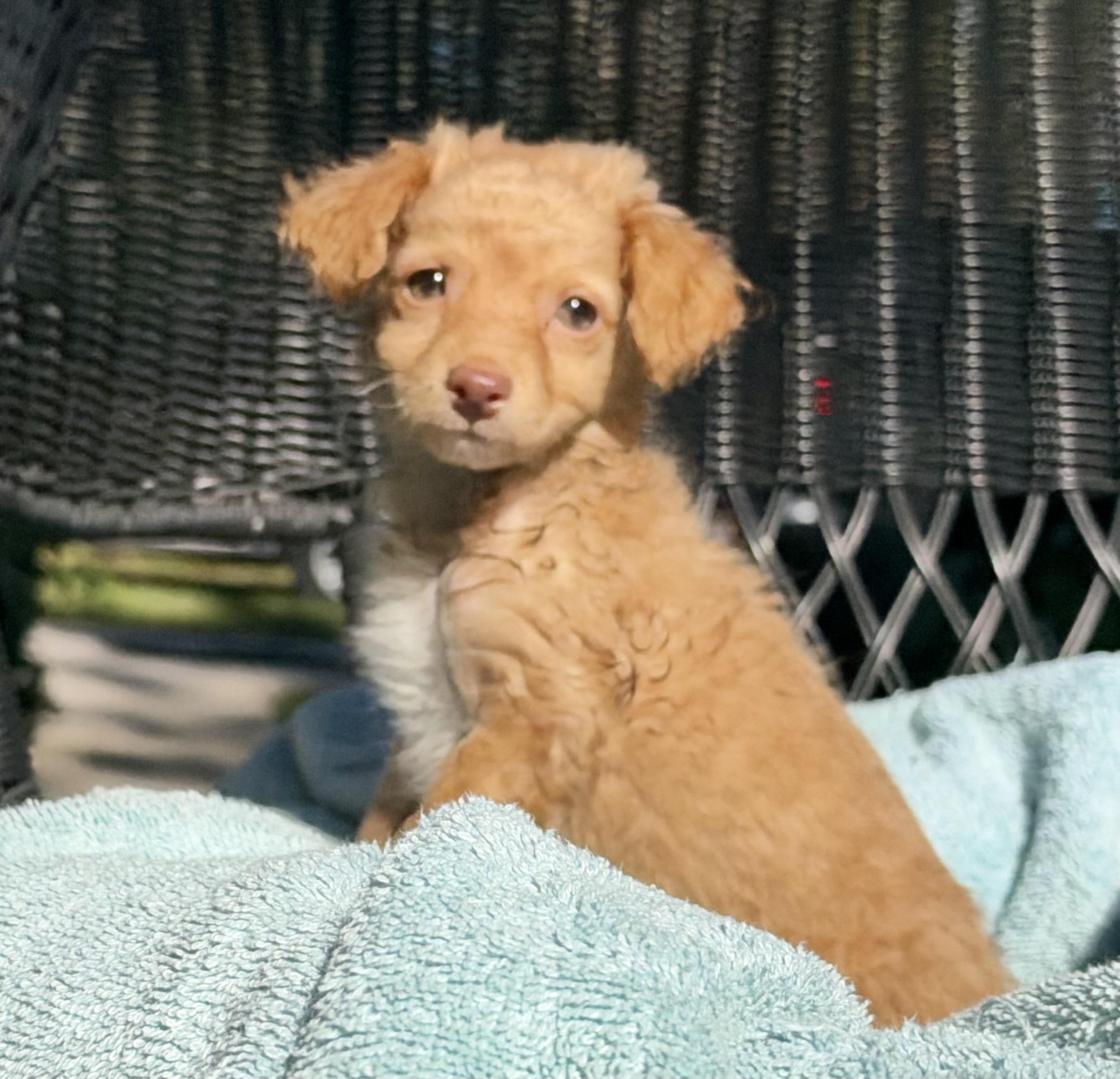 Enlarge Spud, a Adopted mixed breed in Mt Pleasant, SC image 2/6
