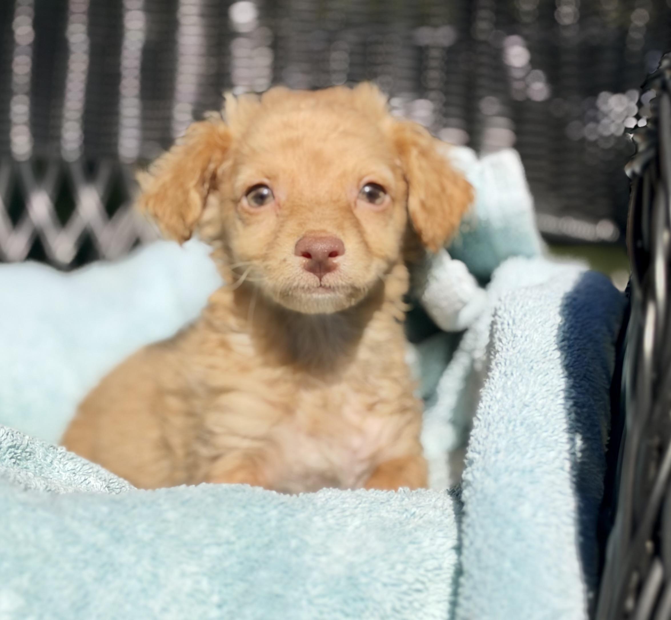 Enlarge Spud, a Adopted mixed breed in Mt Pleasant, SC image 3/6