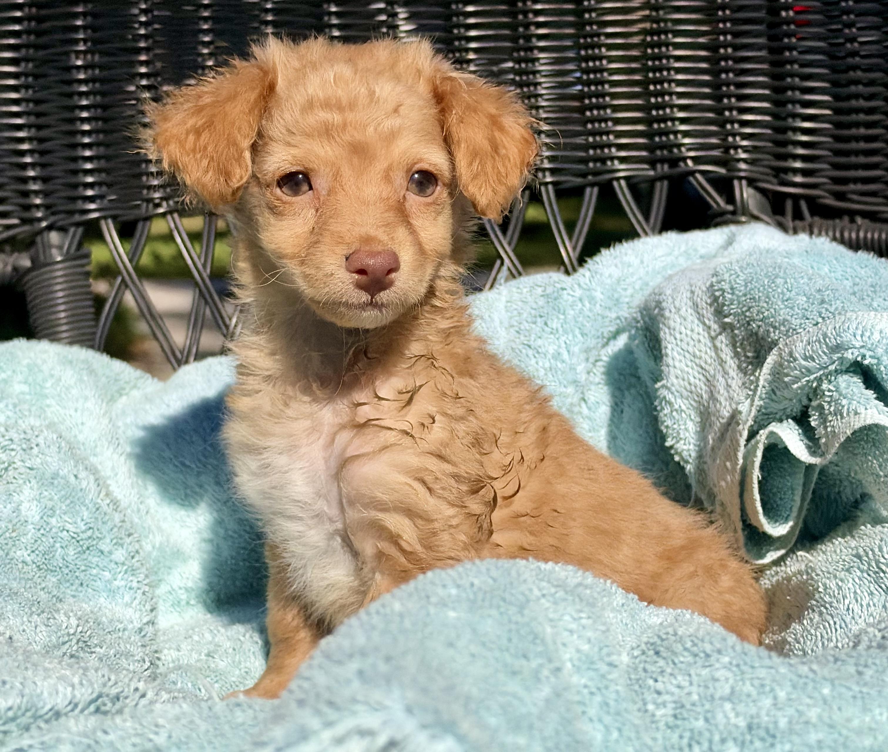 Enlarge Spud, a Adopted mixed breed in Mt Pleasant, SC image 5/6