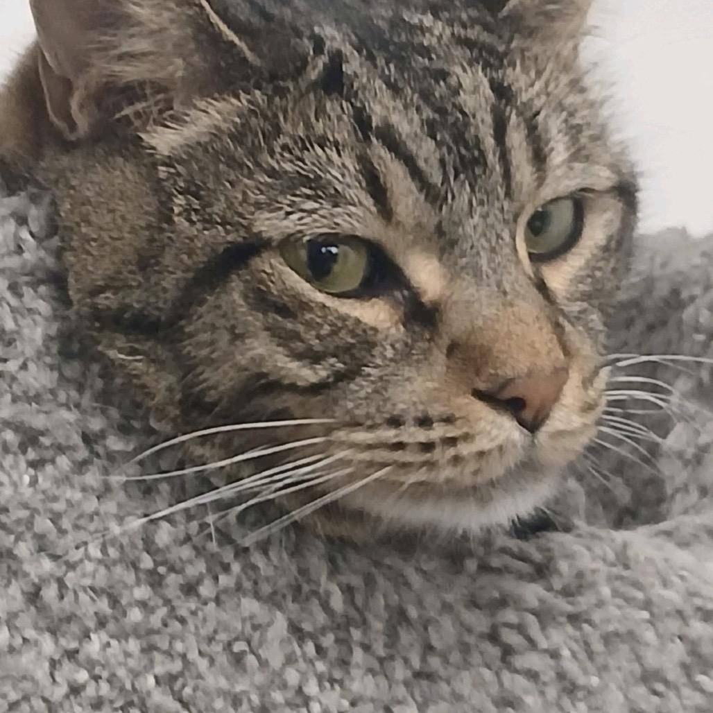 Enlarge Nala, a Adoptable Domestic Short Hair in Hemet, CA image 1/4