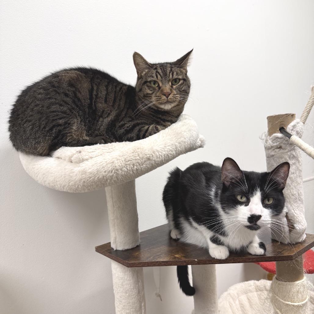 Enlarge Nala, a Adoptable Domestic Short Hair in Hemet, CA image 4/4