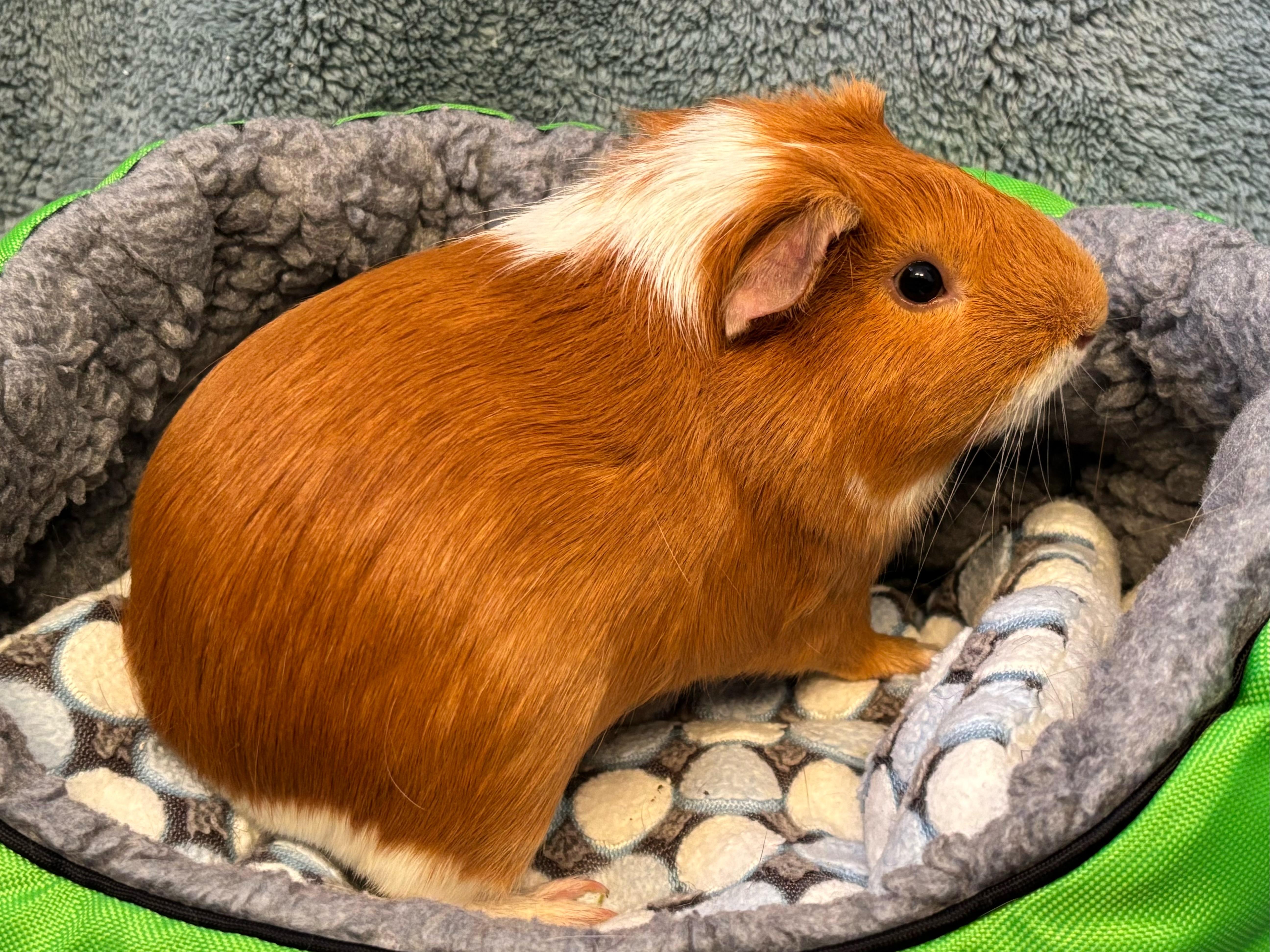 Red - I am neutered photo 3