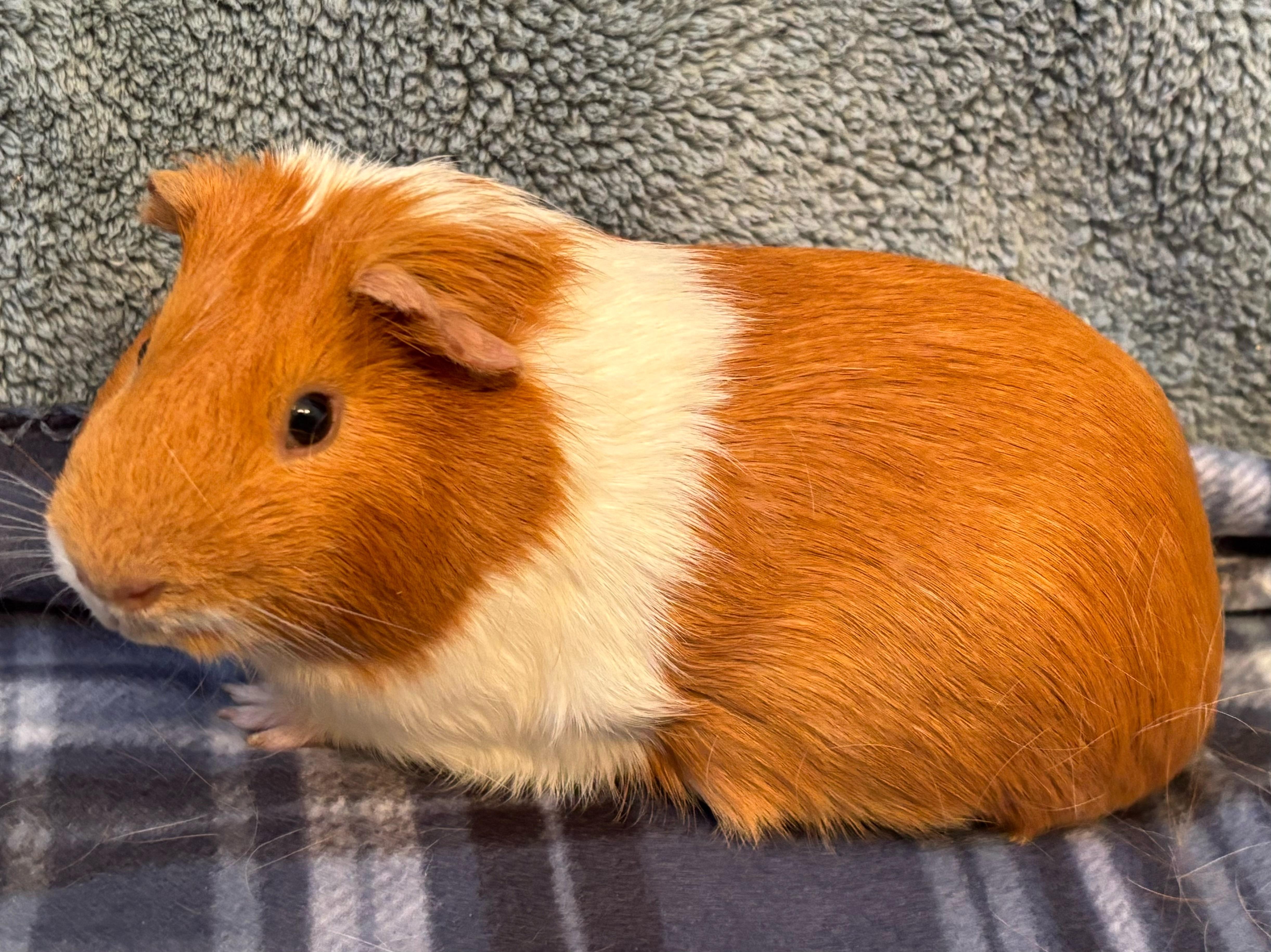 Red - I am neutered, Young Male Guinea Pig
