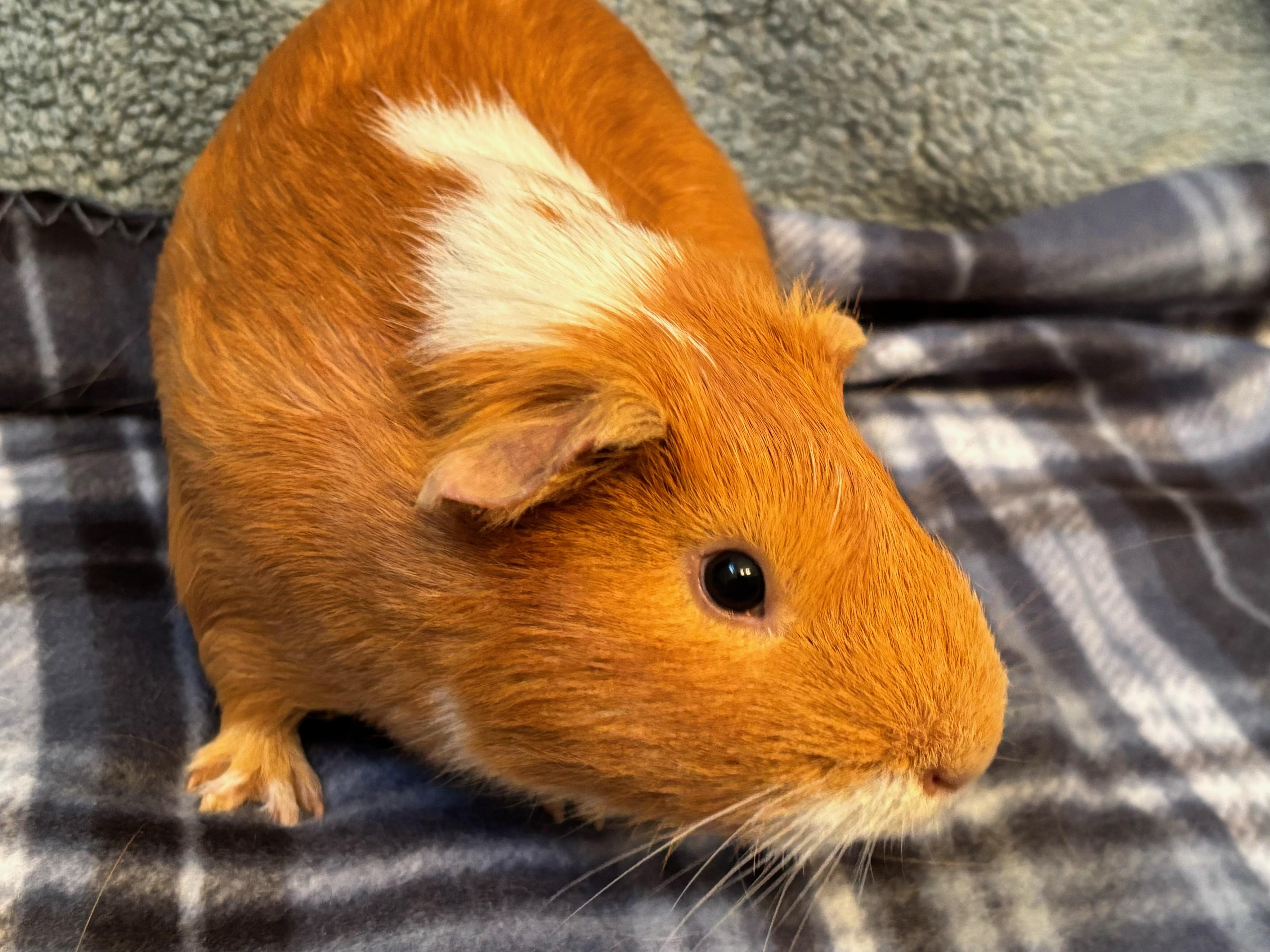 Red - I am neutered photo 4