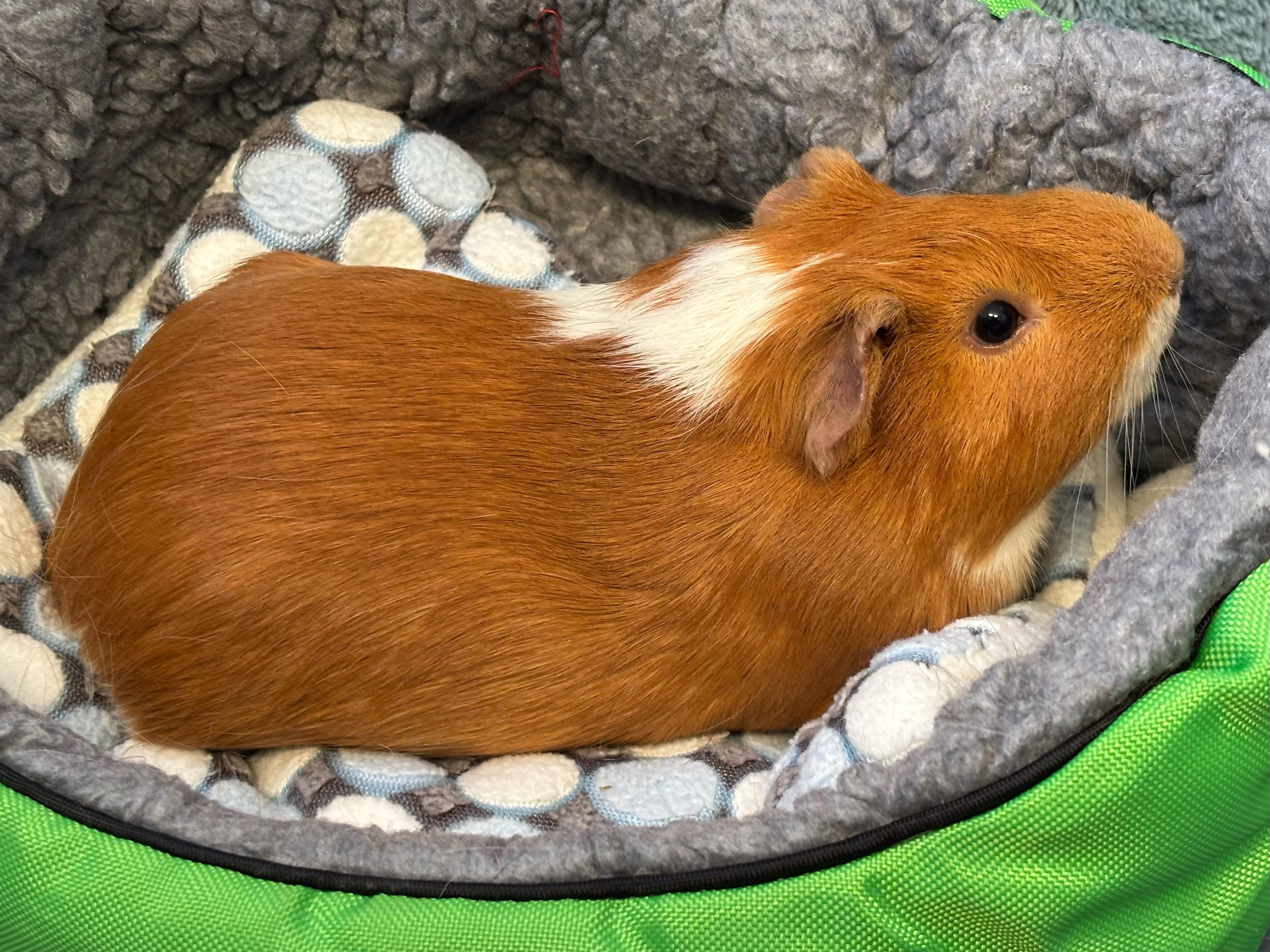 Red - I am neutered photo 2