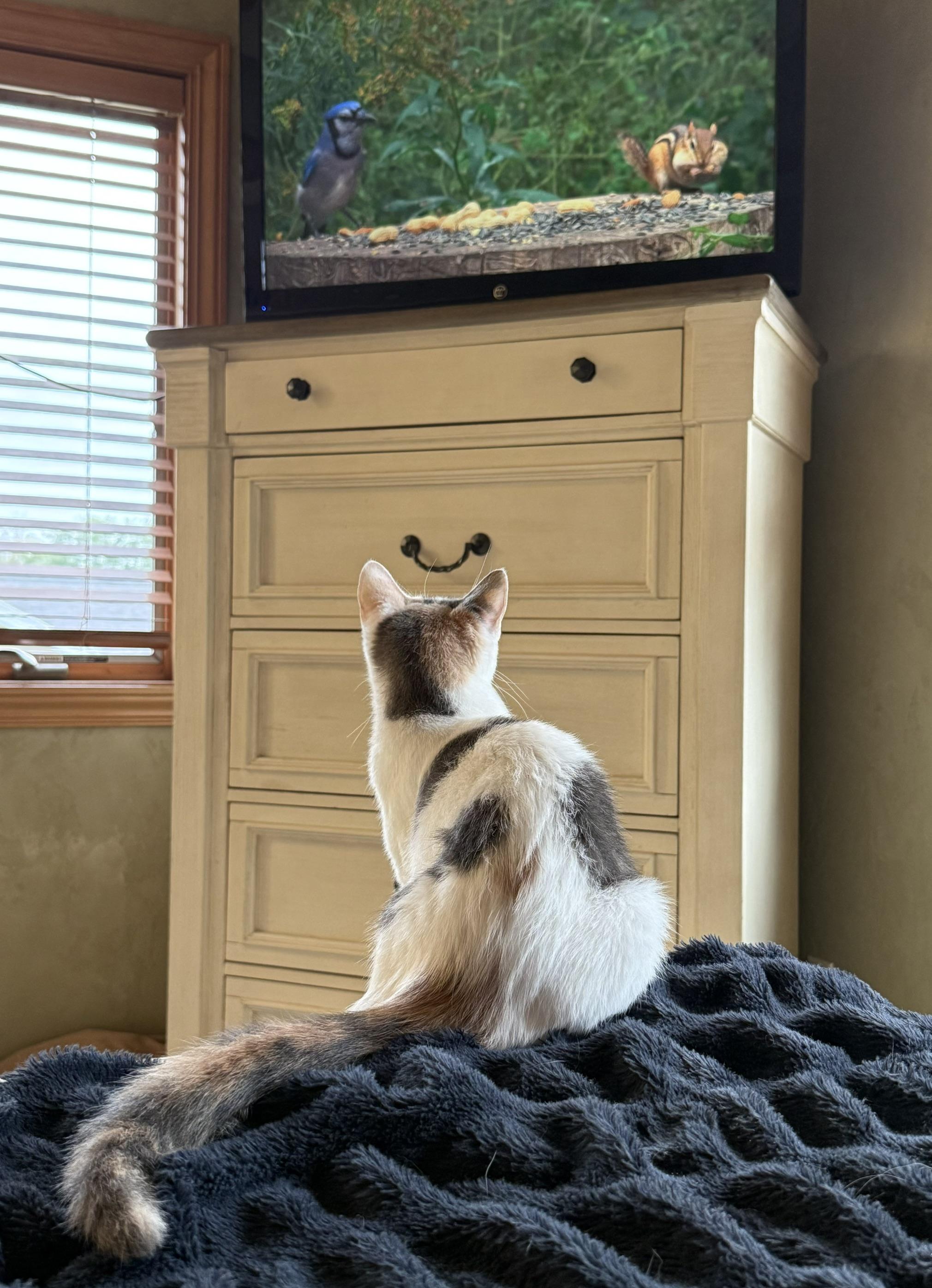 Enlarge Eleanore, a Adoptable Domestic Short Hair in Neenah, WI image 4/4