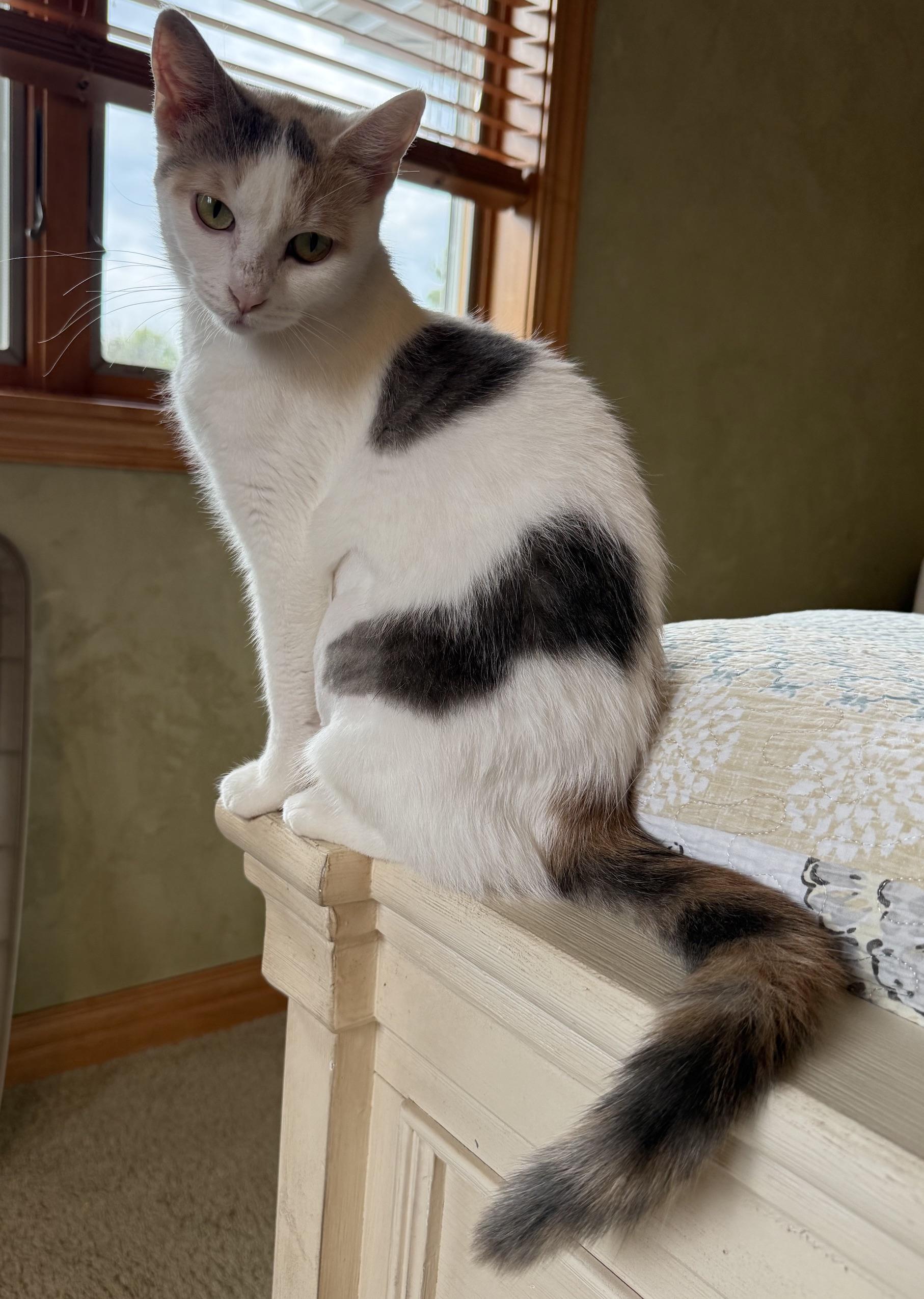 Enlarge Eleanore, a Adoptable Domestic Short Hair in Neenah, WI image 2/4