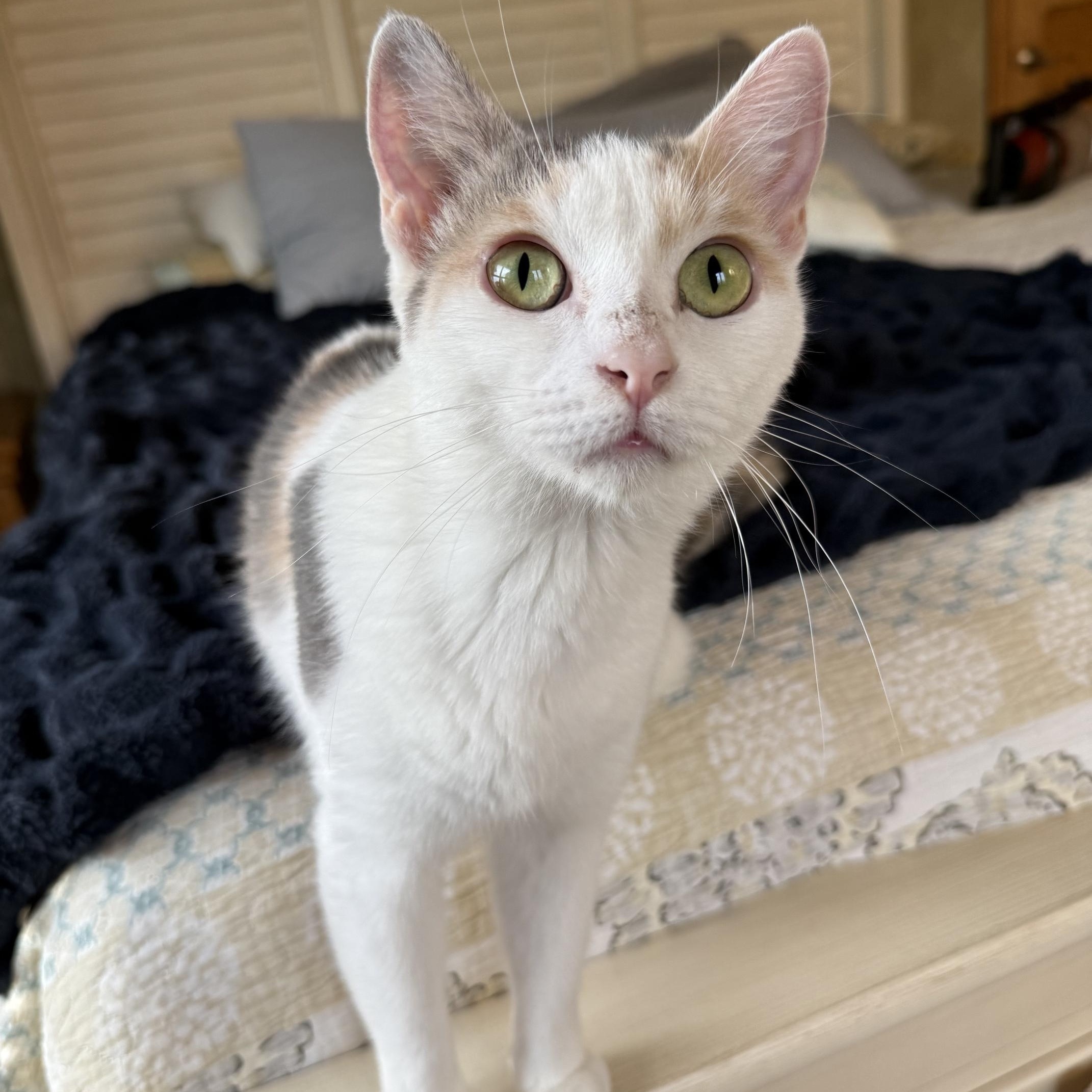 Enlarge Eleanore, a Adoptable Domestic Short Hair in Neenah, WI image 1/4