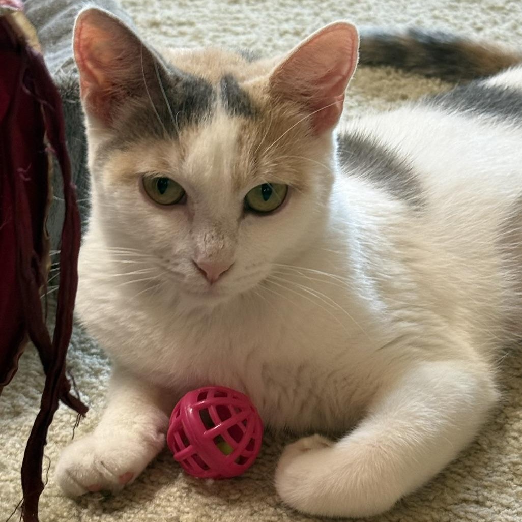 Enlarge Eleanore, a Adoptable Domestic Short Hair in Neenah, WI image 3/4