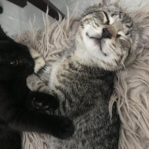 Kristie Alley Cat, a Adoptable Domestic Short Hair in Middle Village, NY image 4/4