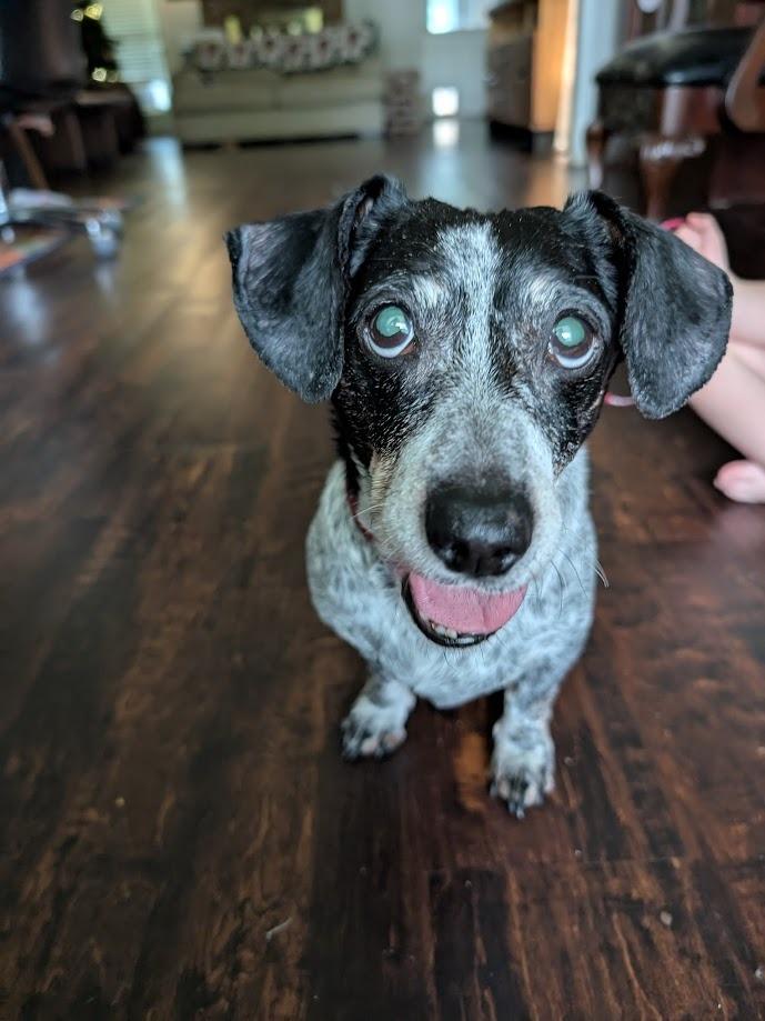 Dalia, a Adoptable Dachshund in Bryan, TX image 3/6