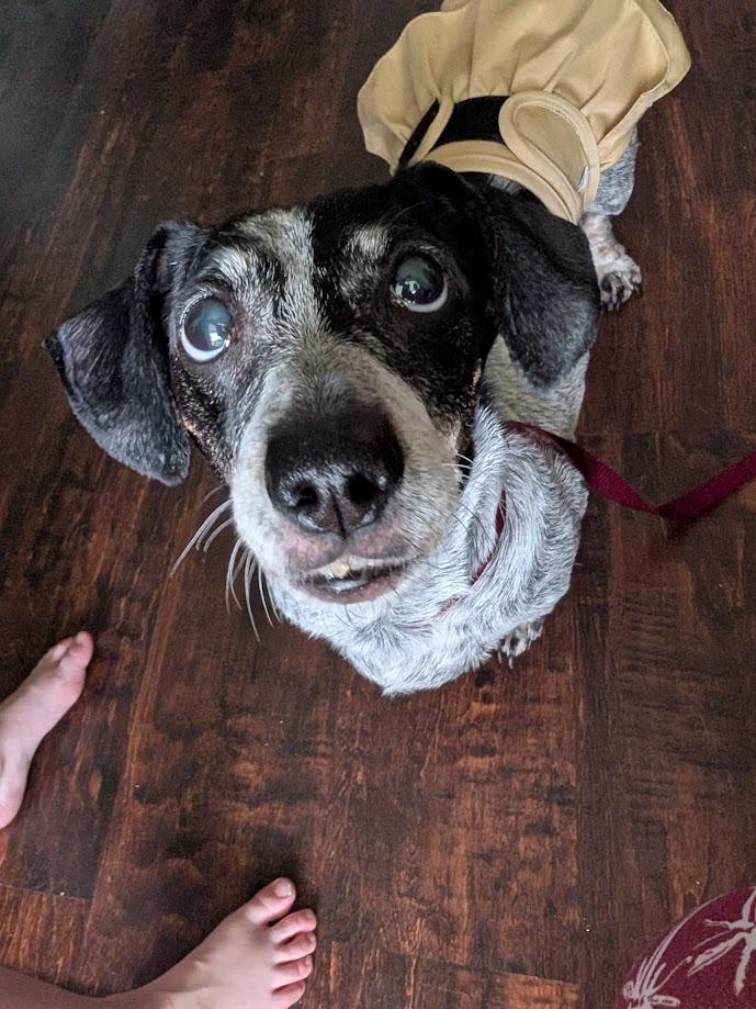 Dalia, Adoptable, Senior Female Dachshund & Jack Russell Terrier.