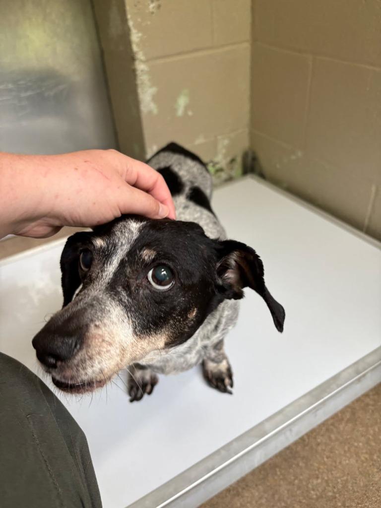 Dalia, a Adoptable mixed breed in Bryan, TX image 2/6
