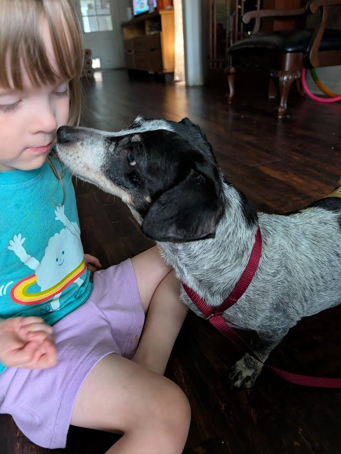 Dalia, a Adoptable mixed breed in Bryan, TX image 3/6