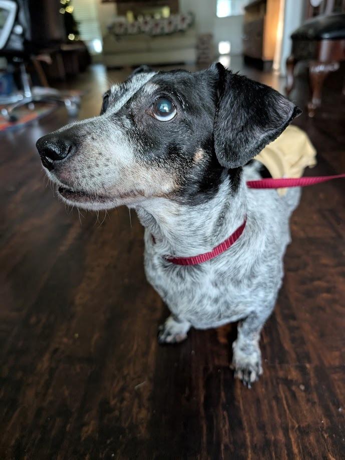 Dalia, a Adoptable mixed breed in Bryan, TX image 4/6