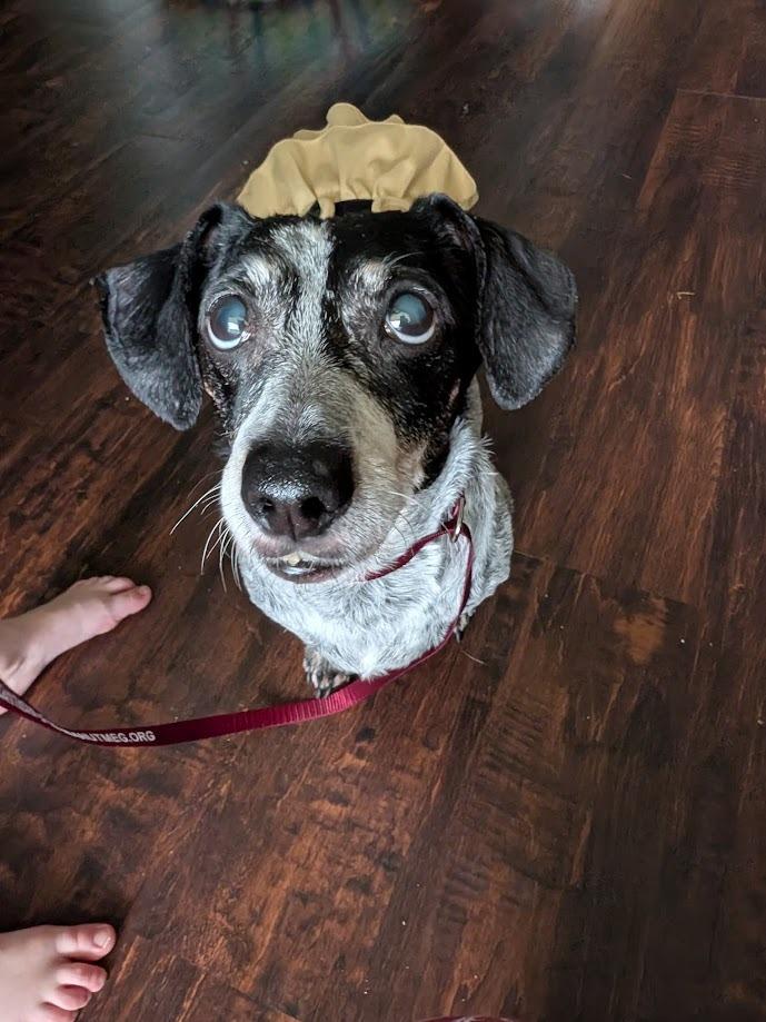 Dalia, a Adoptable mixed breed in Bryan, TX image 5/6