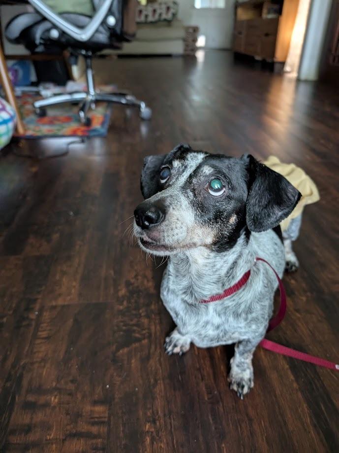 Dalia, a Adoptable mixed breed in Bryan, TX image 6/6